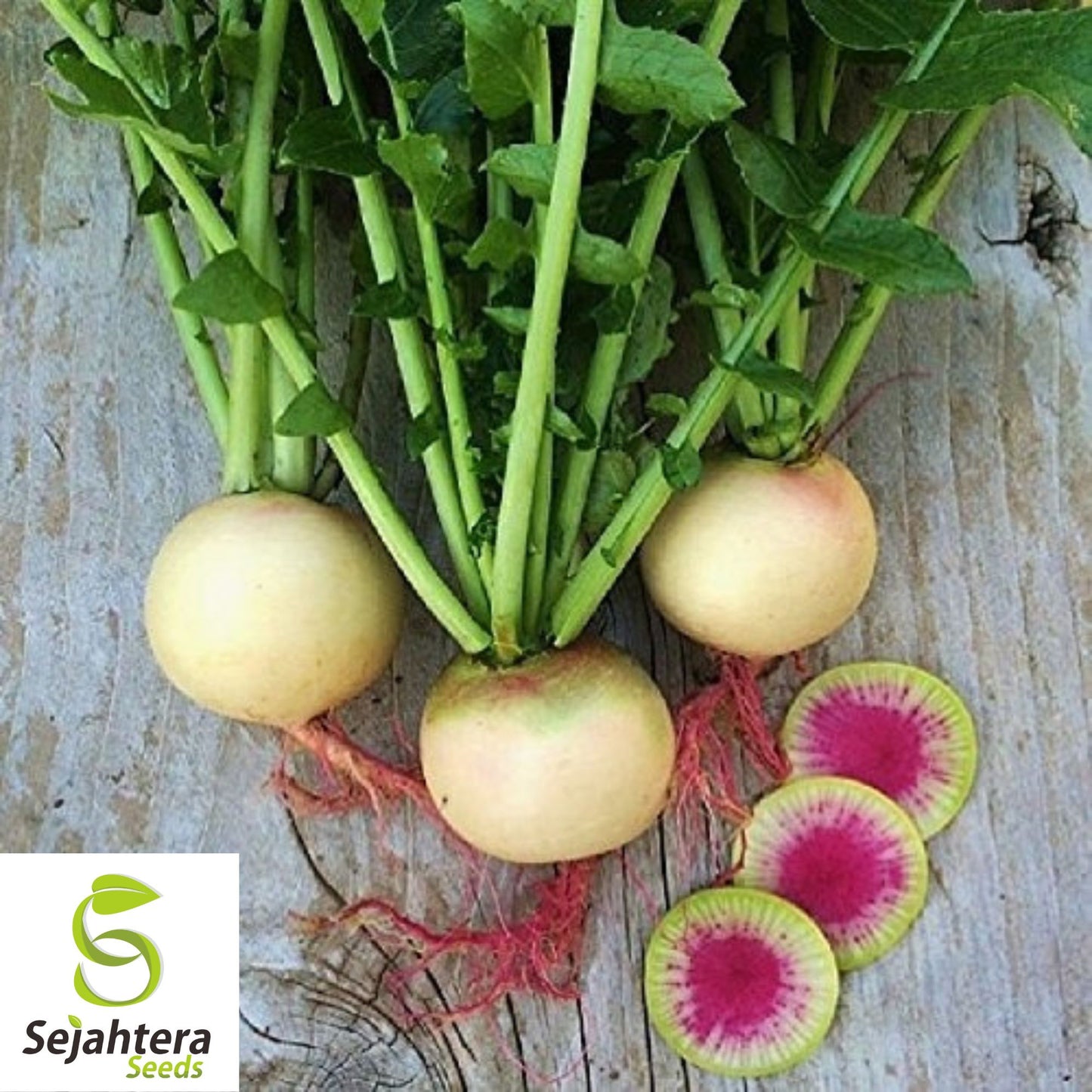 Watermelon Radish Seeds - 200+ Heirloom, Organic, Non-GMO & Crisp