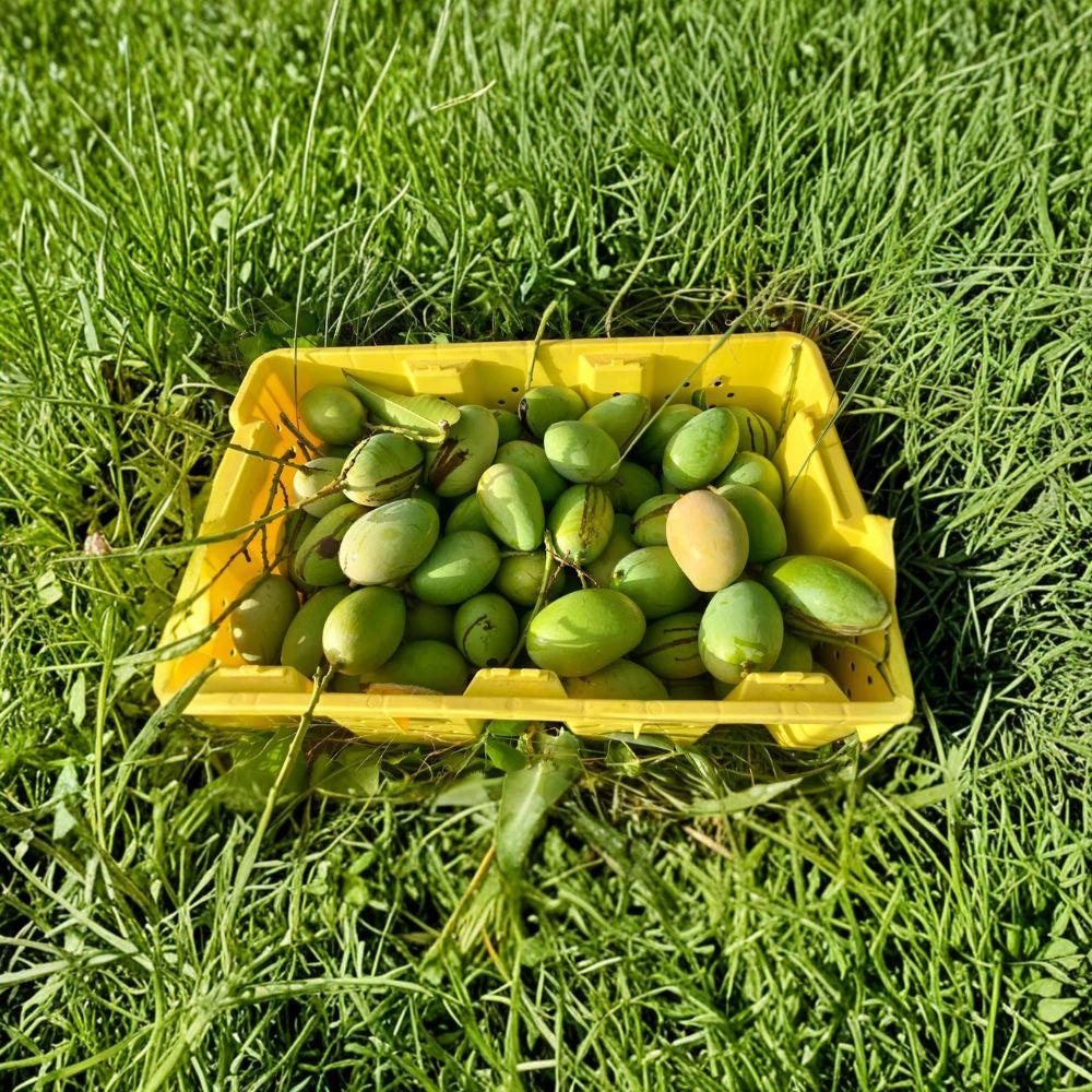 Kidney Haitian Mango Tree – Mangifera indica Live Seedling | Tropical Fruit Tree | Outdoor Growing Caribbean Favorite | Sweet & Juicy | Grow Your Own Mangoes