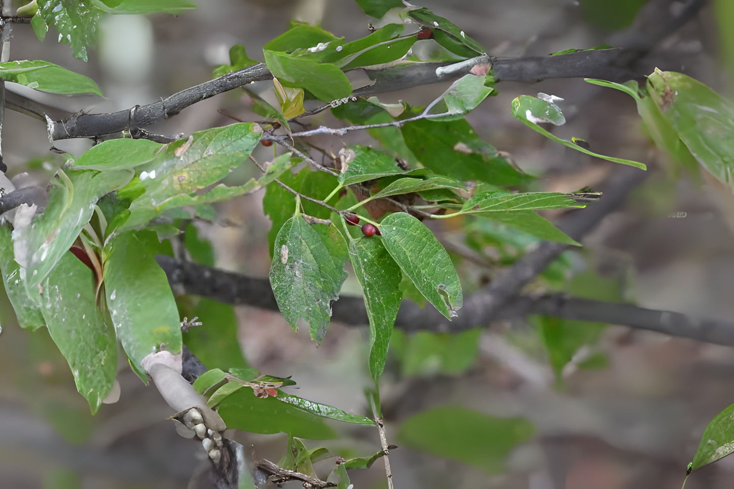 Hackberry Southern Hackberry Sugar Sugarberry (Celtis laevigata)
