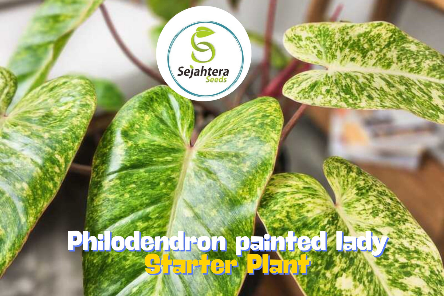 Philodendron Painted Lady - Variegated Live Houseplant in 3" Pot