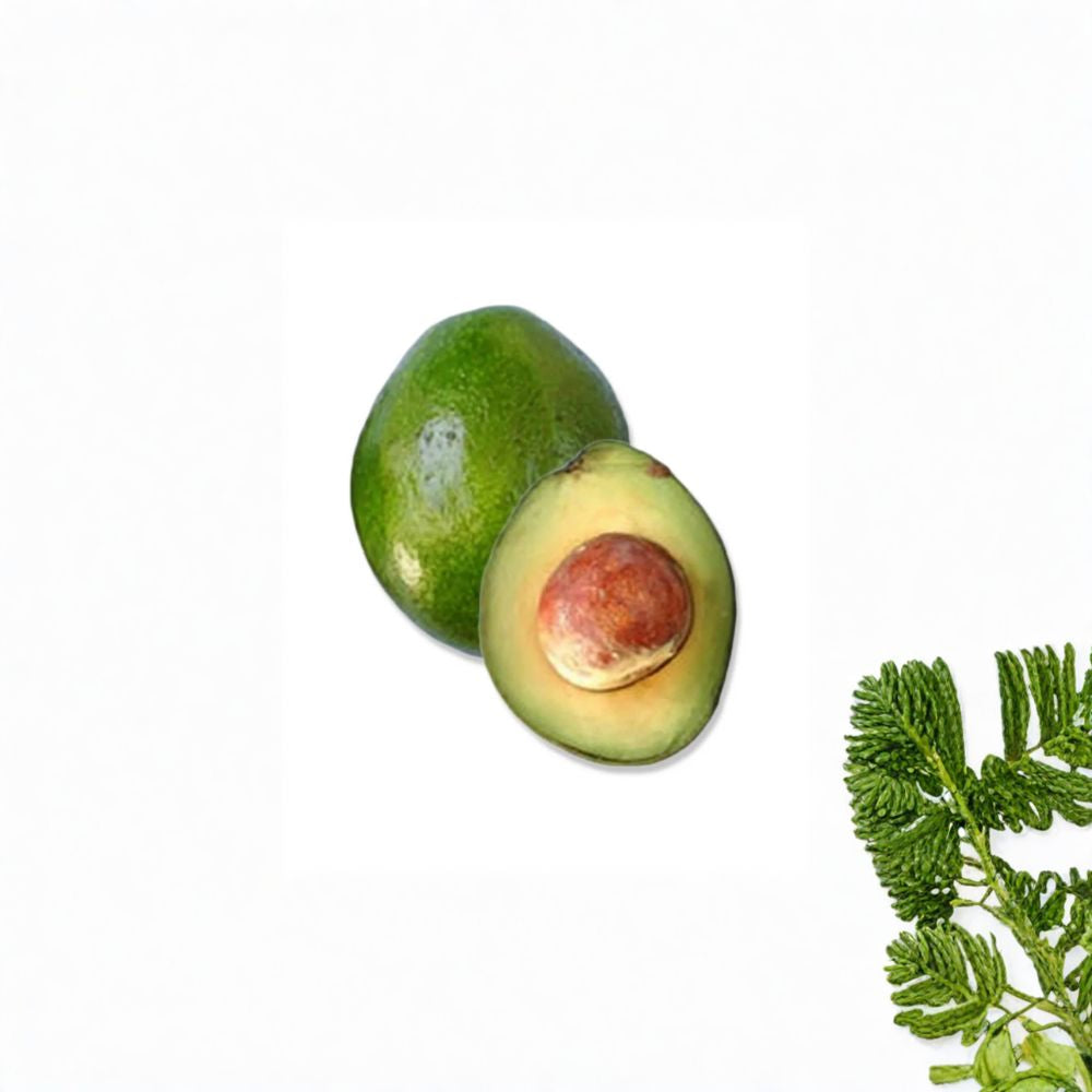 Monroe Avocado Tree – Persea americana Grafted Live Avocado Tree | 2–4 Feet Tall Cold Hardy Variety • Real Photos • Ships to All States