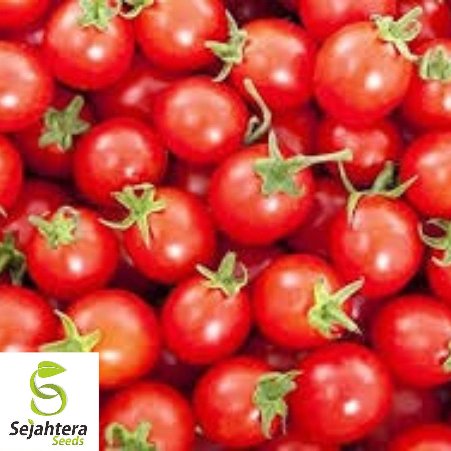 100 Sweetie Tomato Seeds - Heirloom Cherry Tomatoes, Indeterminate, Non-GMO