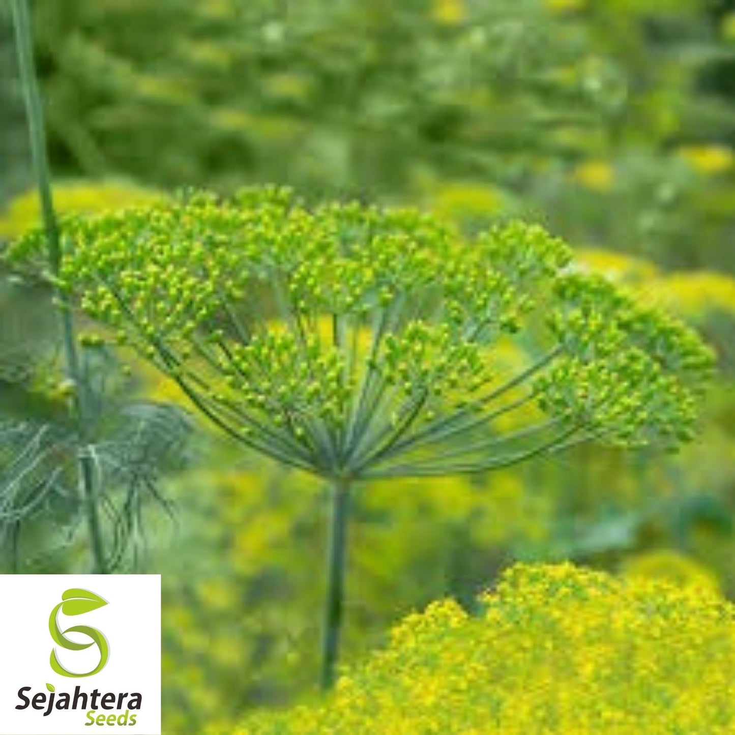 500+ Dill Mammoth Long Island Seeds - Anethum Graveolens, Herb & Spice