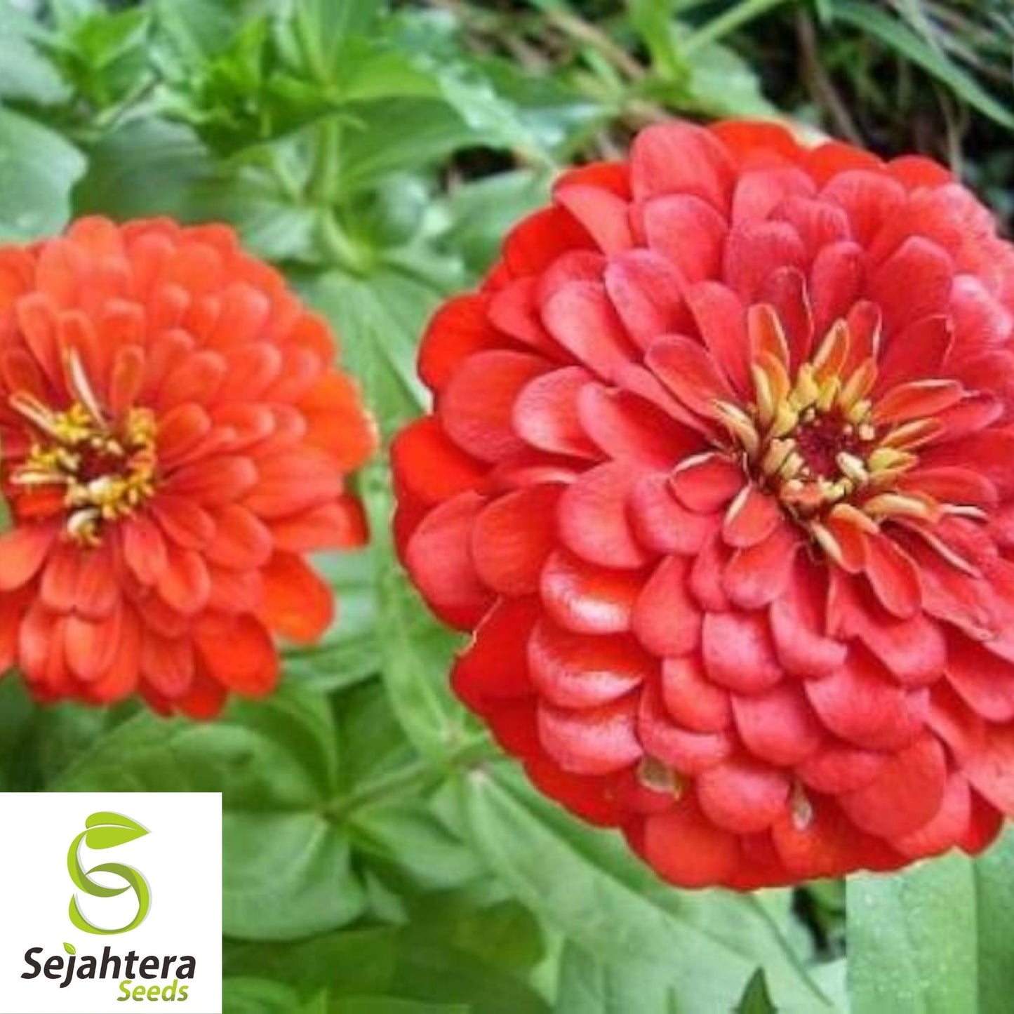 Cherry Queen Zinnia Seeds 150+ | Red Elegans Flower for Gardens USA
