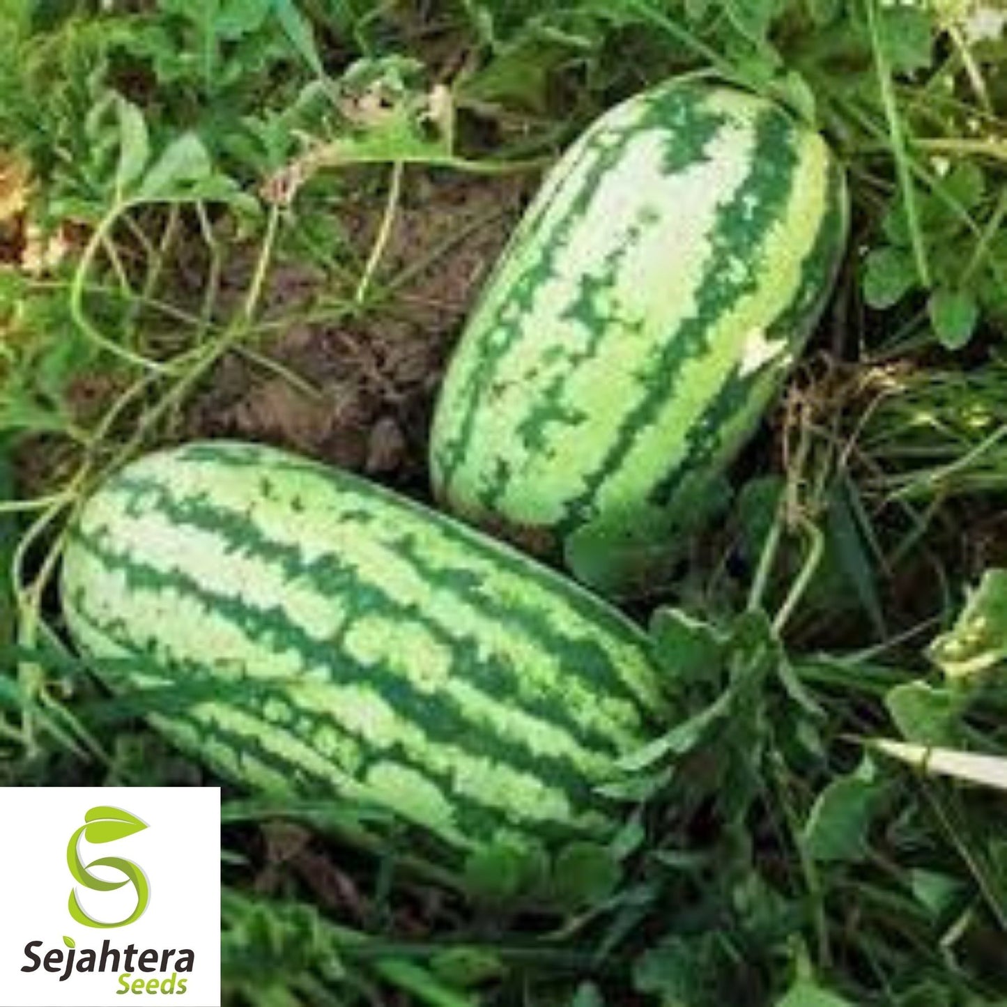 Watermelon Seeds Jubilee 15 Ct | 25-40 lbs Sweet Fruit NON-GMO USA