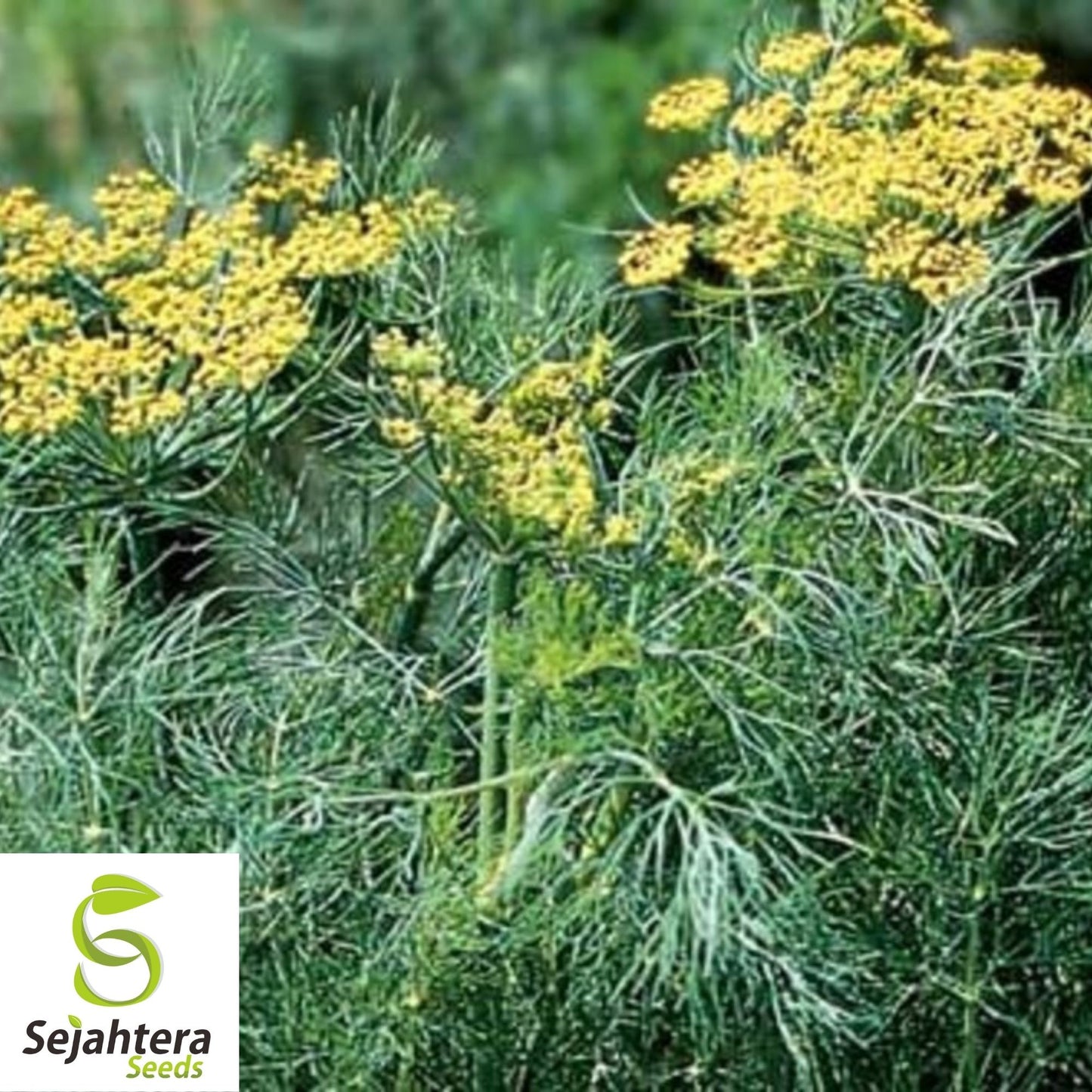 500+ Dill Mammoth Long Island Seeds - Anethum Graveolens, Herb & Spice
