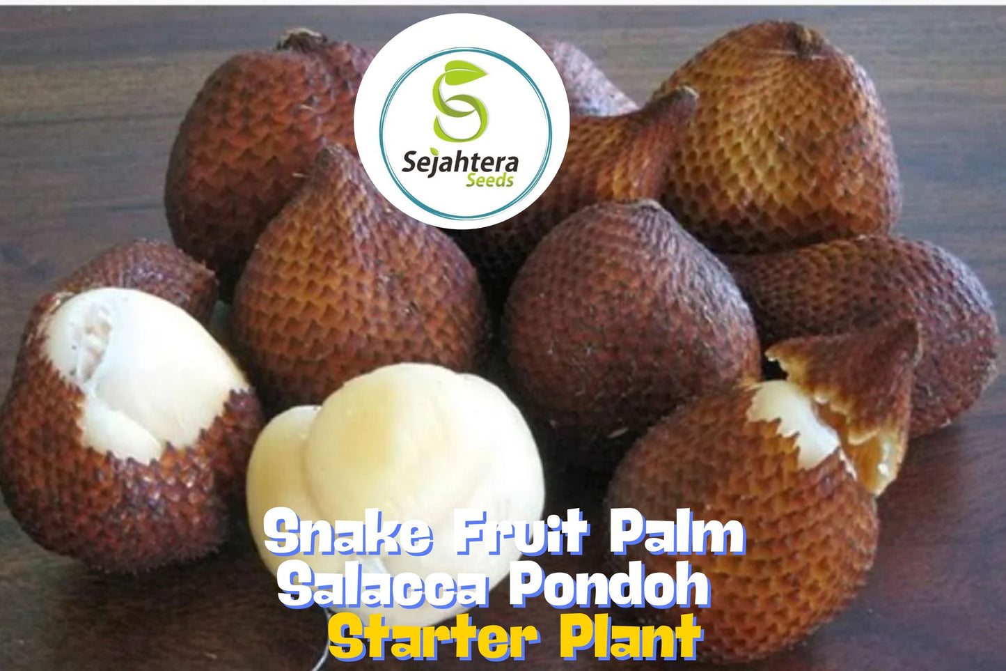 10" Snake Fruit Palm (Salacca Pondoh) Seedling – Rare Edible Tropical Plant