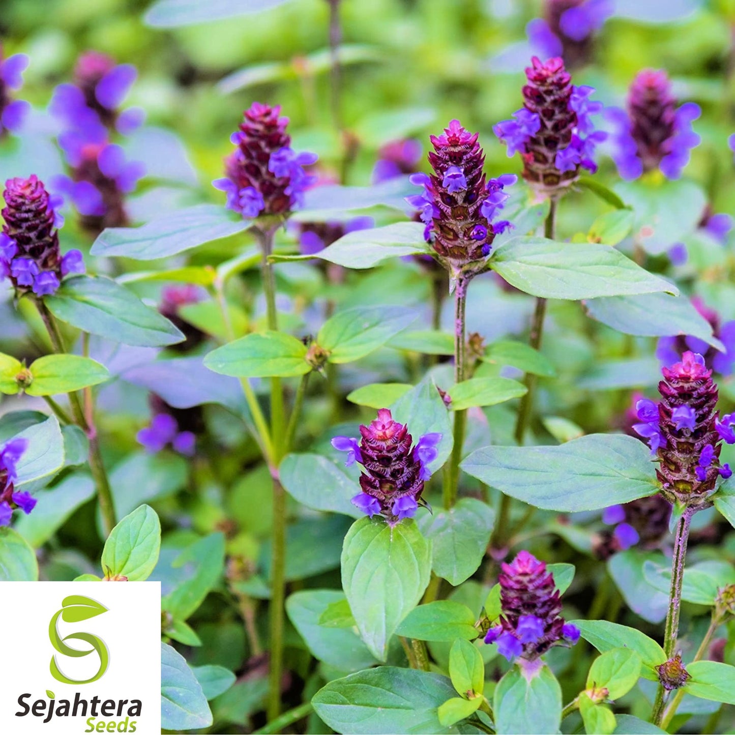 200+ Heal-All Seeds - Prunella Vulgaris, Medicinal Herb, Self-Heal, Perennial
