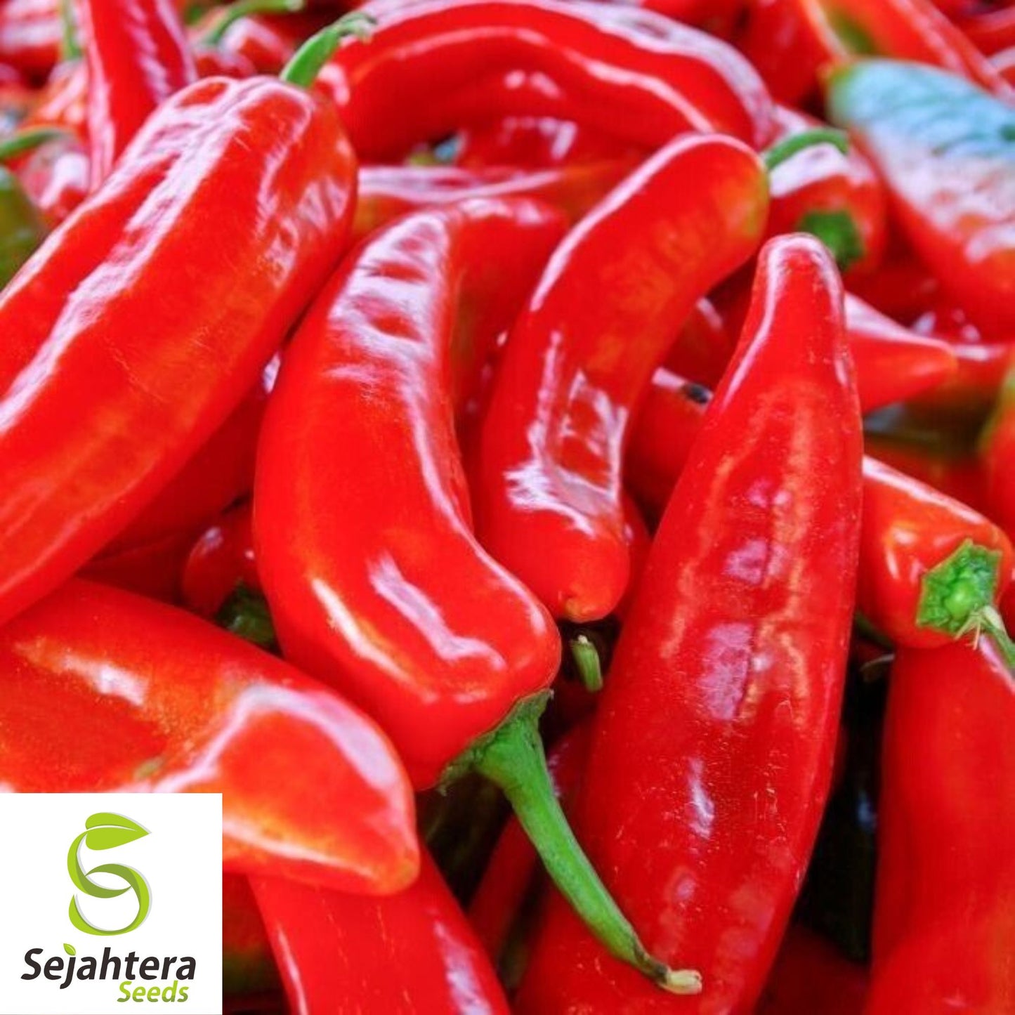 50+ Red Marconi Sweet Pepper Seeds - Non-GMO, Heirloom, Crisp & Mild
