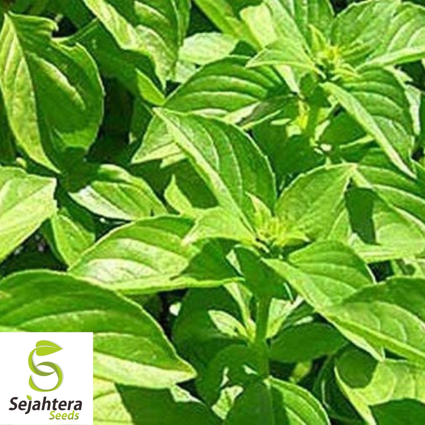 Lemon Basil Seeds - 1000+ Heirloom, Organic, Non-GMO, Fragrant & Culinary Herb