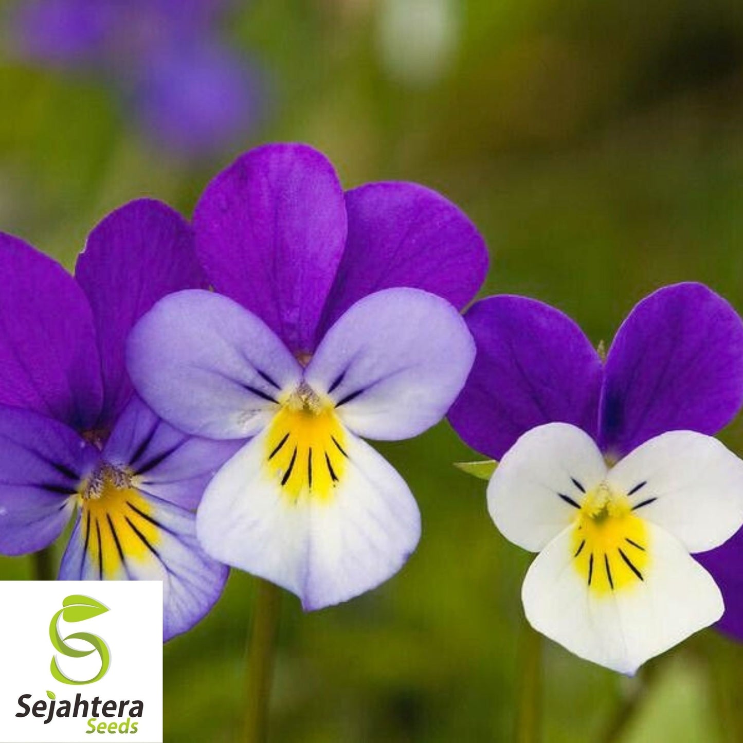 Johnny Jump Up Viola Seeds 300+ | Violet Cornuta Tricolor Flower Garden USA