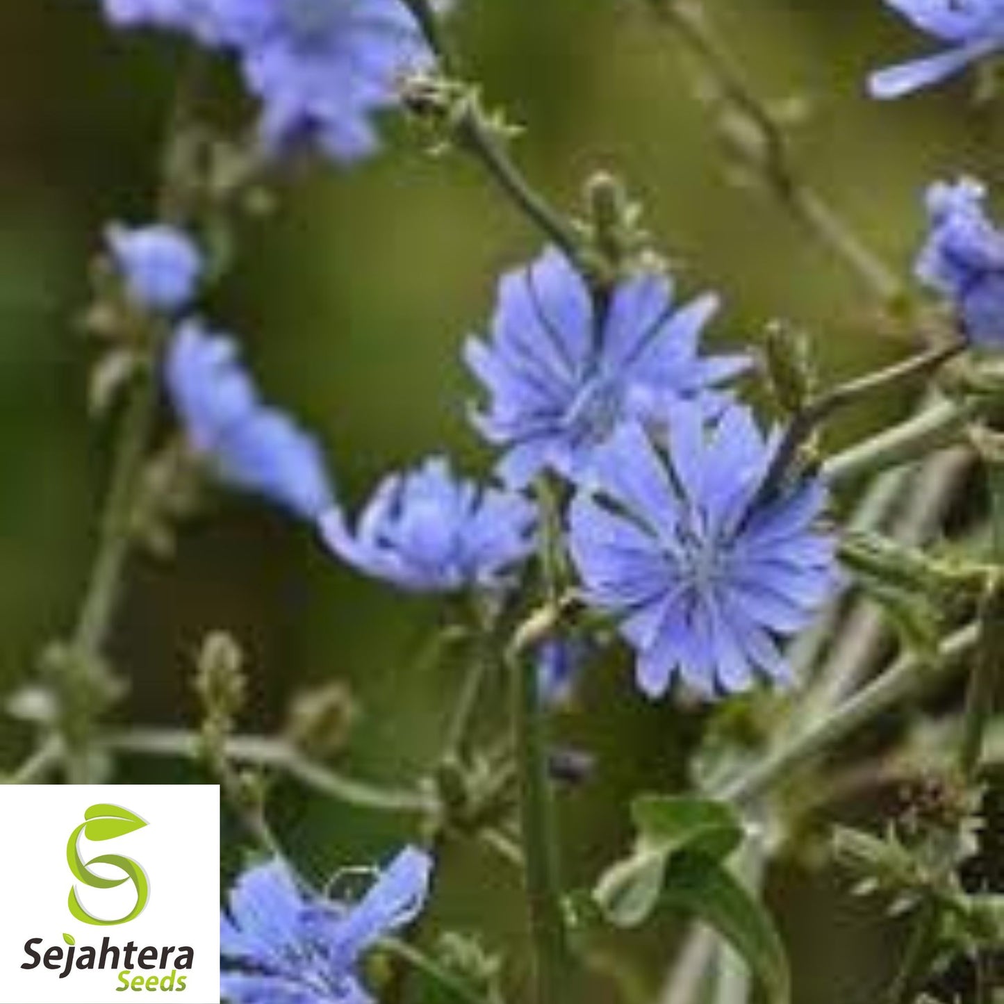 1000+ Chicory Seeds | Blue Dandelion | Perennial Medicinal Herb & Coffee Substitute