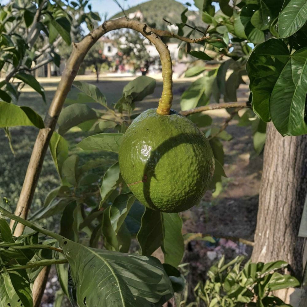 Grafted “Monroe” Avocado Tree – Persea americana West Indian × Guatemalan Hybrid | Type B Flowering USDA Zones 9B+ • Moderate Cold Tolerance