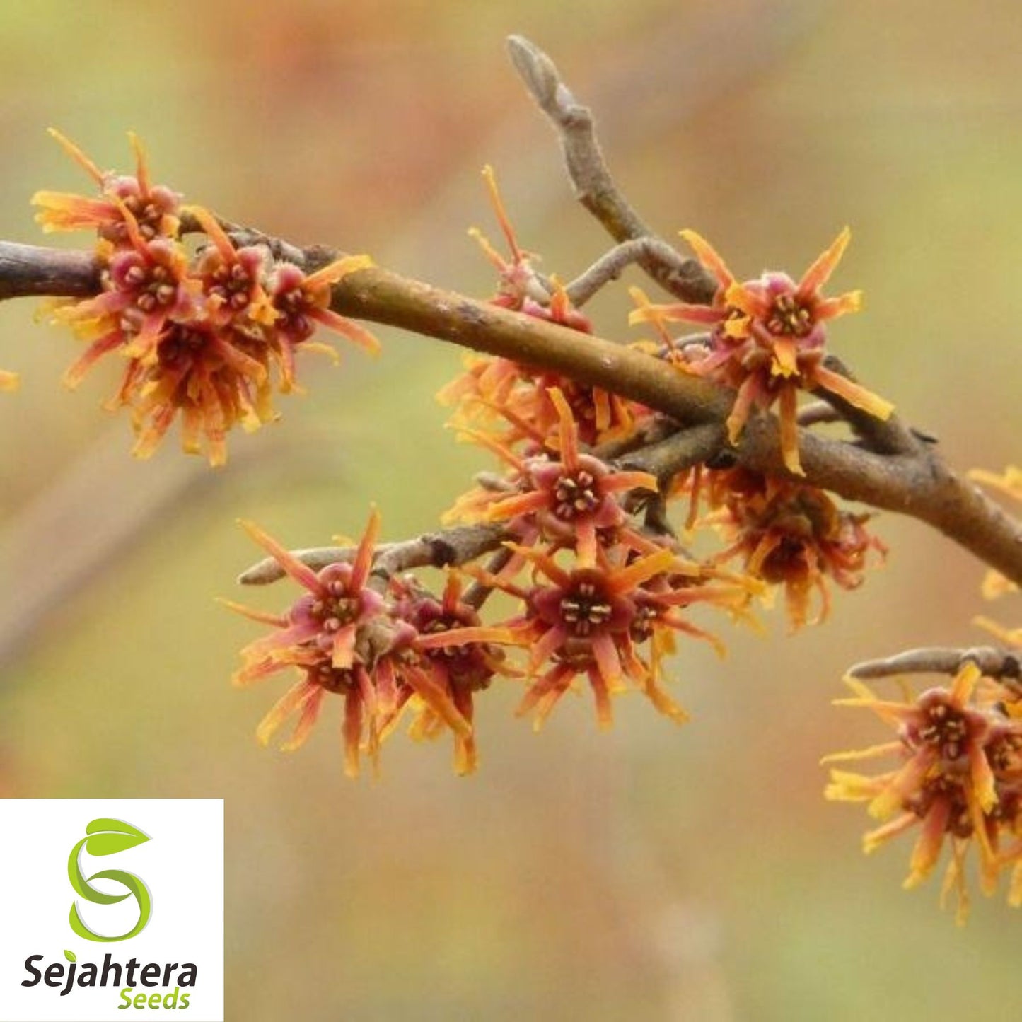 Vernal Witch Hazel Seeds {Hamamelis vernalis} Flowering Shrub 15 Seeds