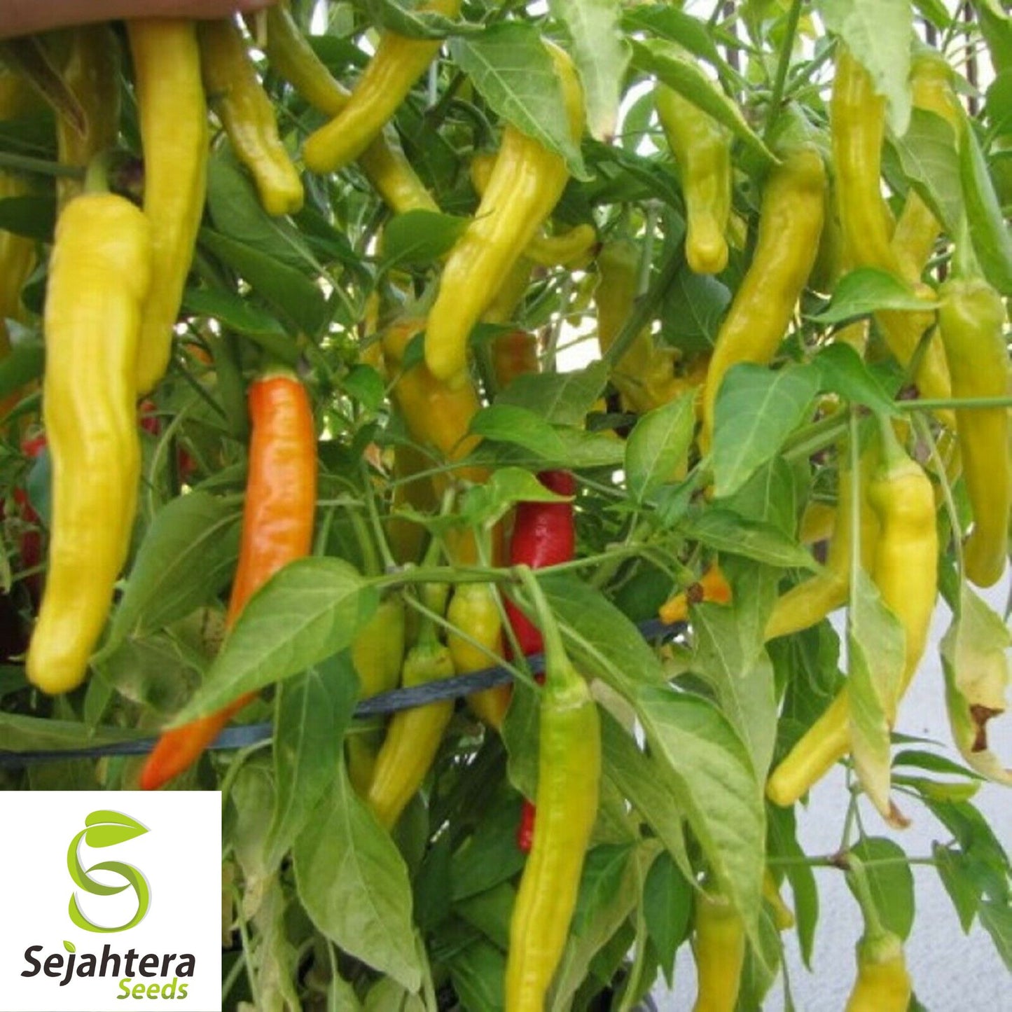 25 Hot Hungarian Wax Pepper Seeds - Non-GMO, Spicy & Versatile Variety