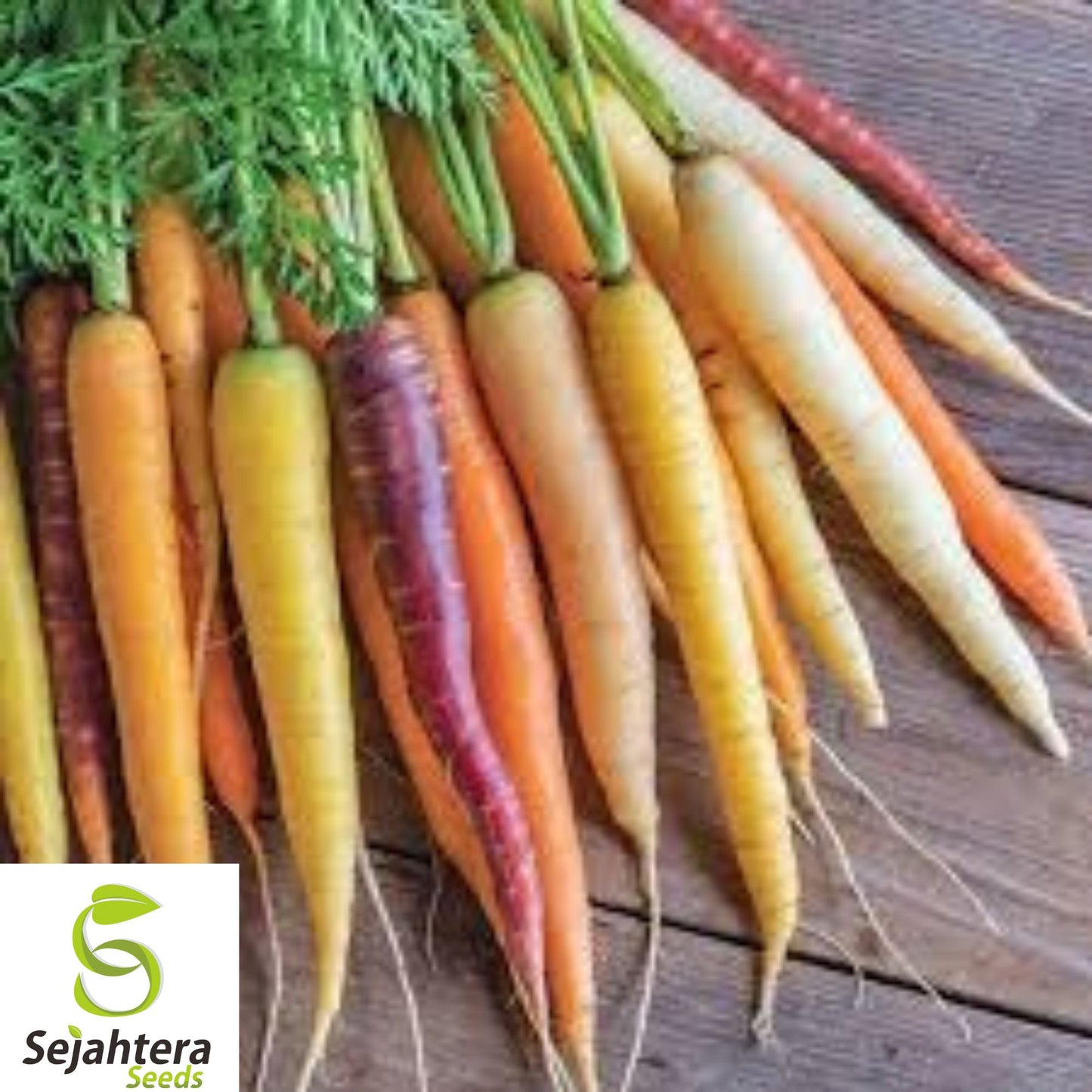 200+ Rainbow Carrot Blend Seeds – Heirloom, Organic, Non-GMO, Colorful & Sweet