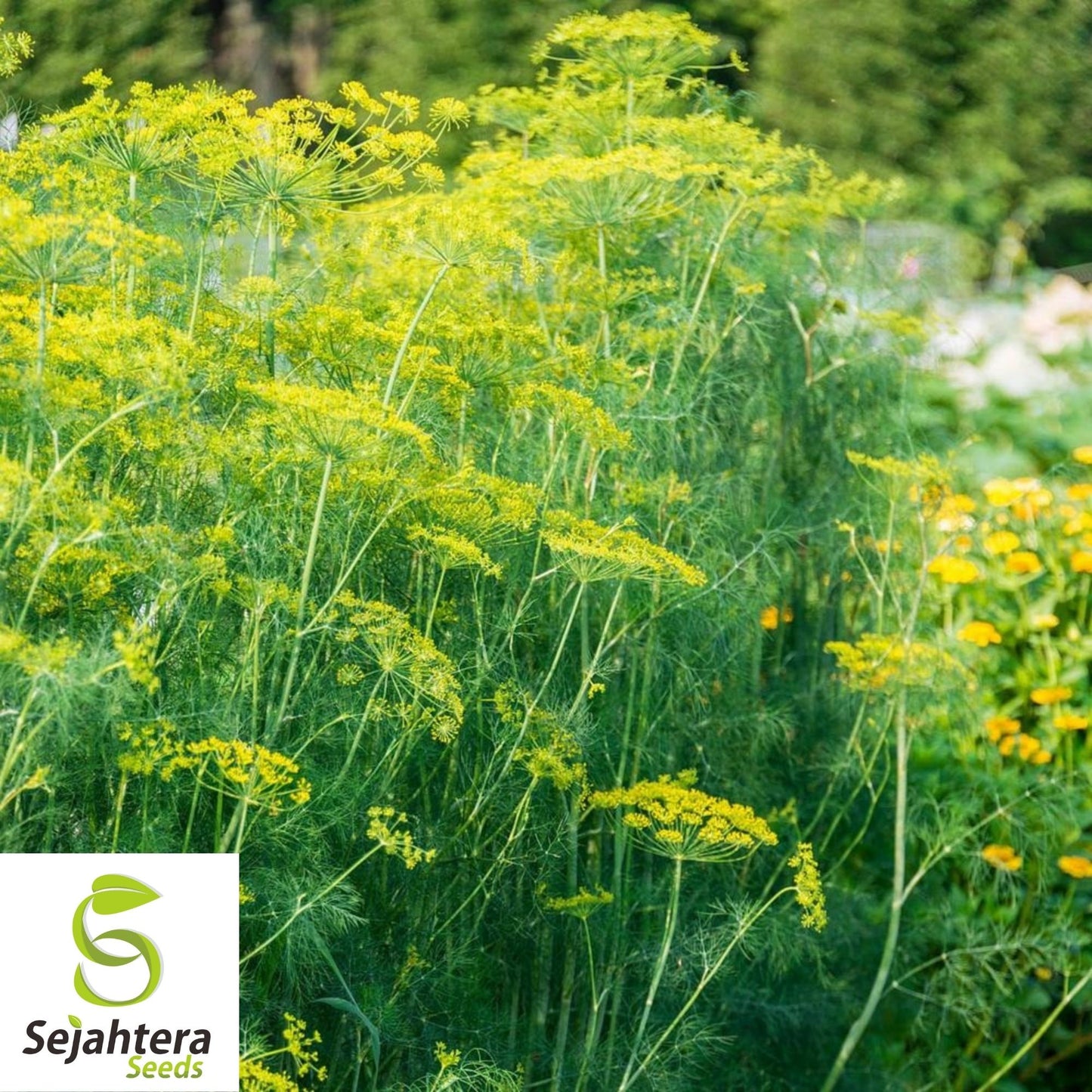 500+ Dill Mammoth Long Island Seeds - Anethum Graveolens, Herb & Spice