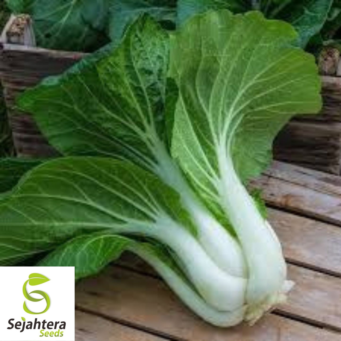 Pak Choi Dwarf White Stem Seeds - 1000+ Heirloom, Organic, Non-GMO & Fresh