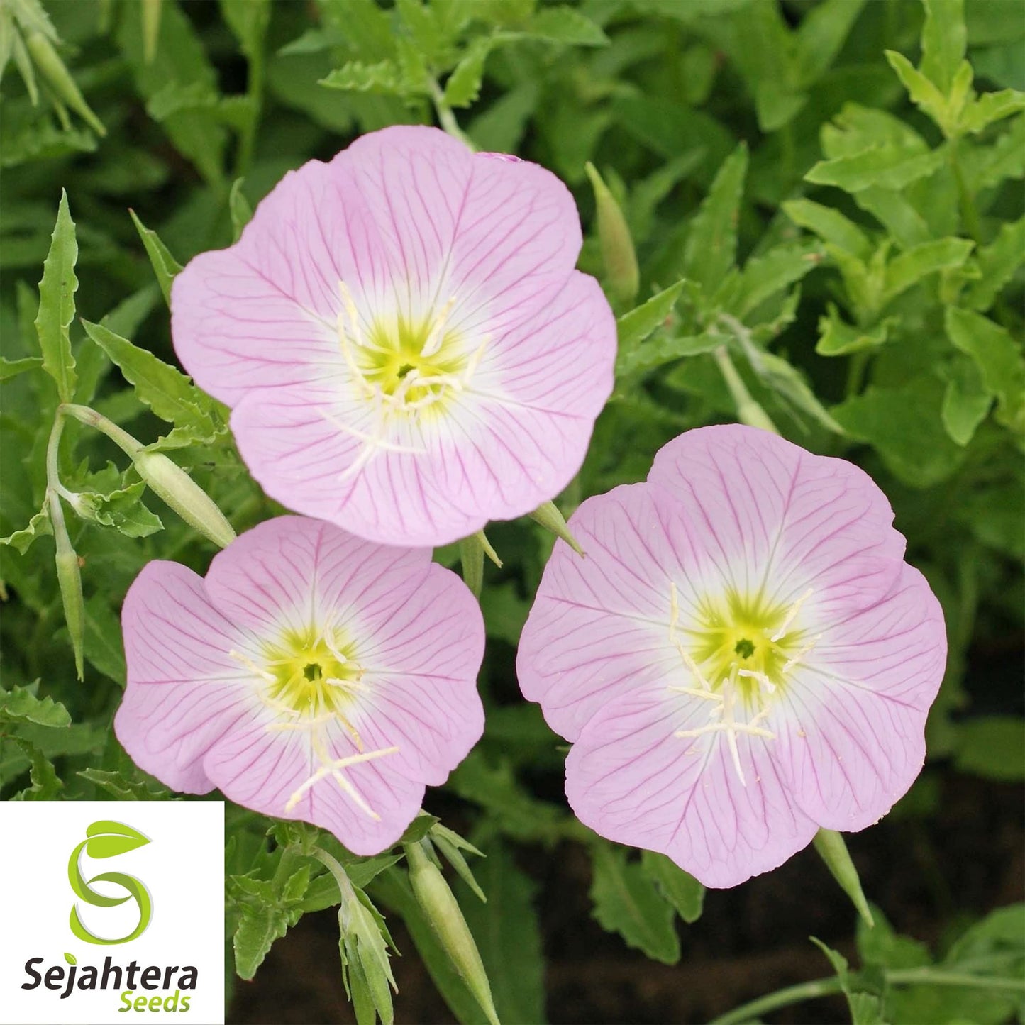 Pink Showy Evening Primrose Seeds 1500+ | Perennial Medicinal Herb Flower