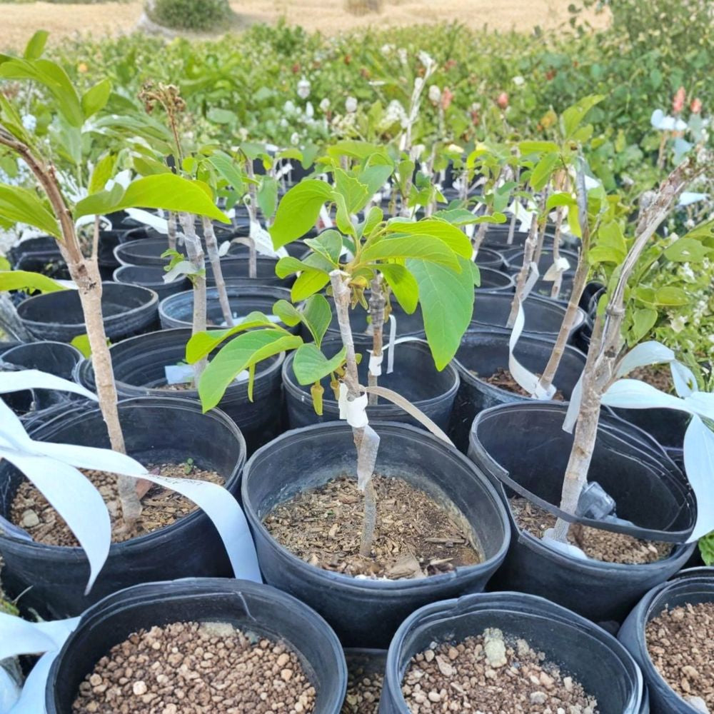 Dr. White Cherimoya – Annona cherimola Live Grafted Tree | 1–2 Feet Tall | Includes 3 Gallon Nursery Pot Sweet Juicy Fruit | Premium Variety | Backyard Orchard Favorite