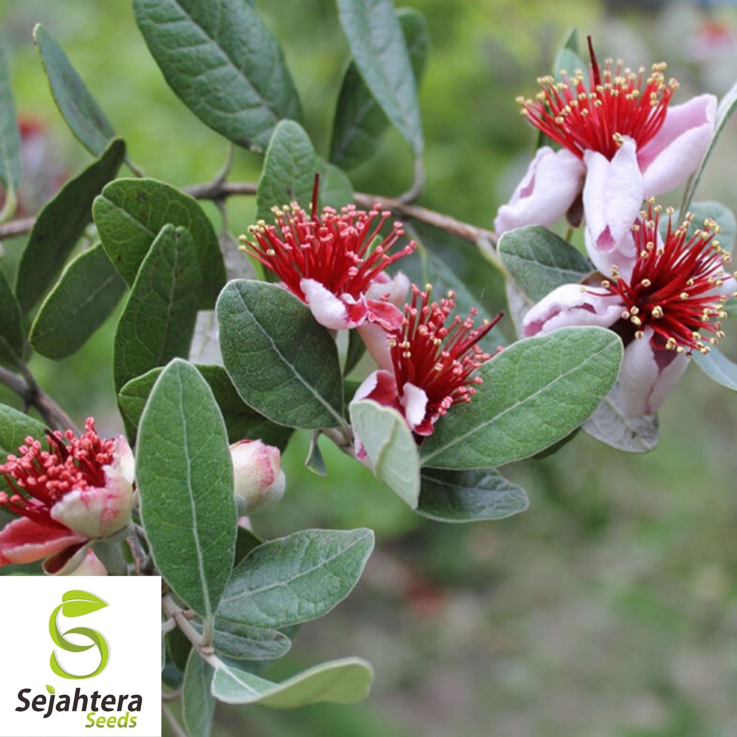 Dwarf Pineapple Guava Tree Seeds {Feijoa sellowiana} 10+ Seeds