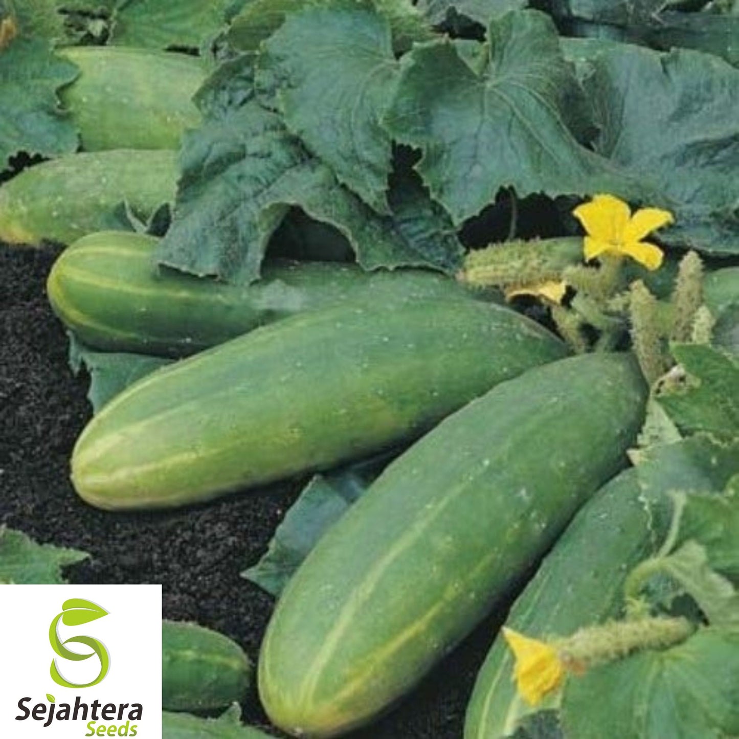 100+ Ashley Long Cucumber Seeds - Heirloom, Organic, Non-GMO, Crisp & High-Yield