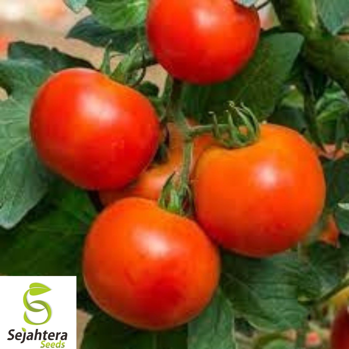 10+ Homestead Tomato Seeds - Heirloom, Organic, Non-GMO, Drought-Resistant & Fresh