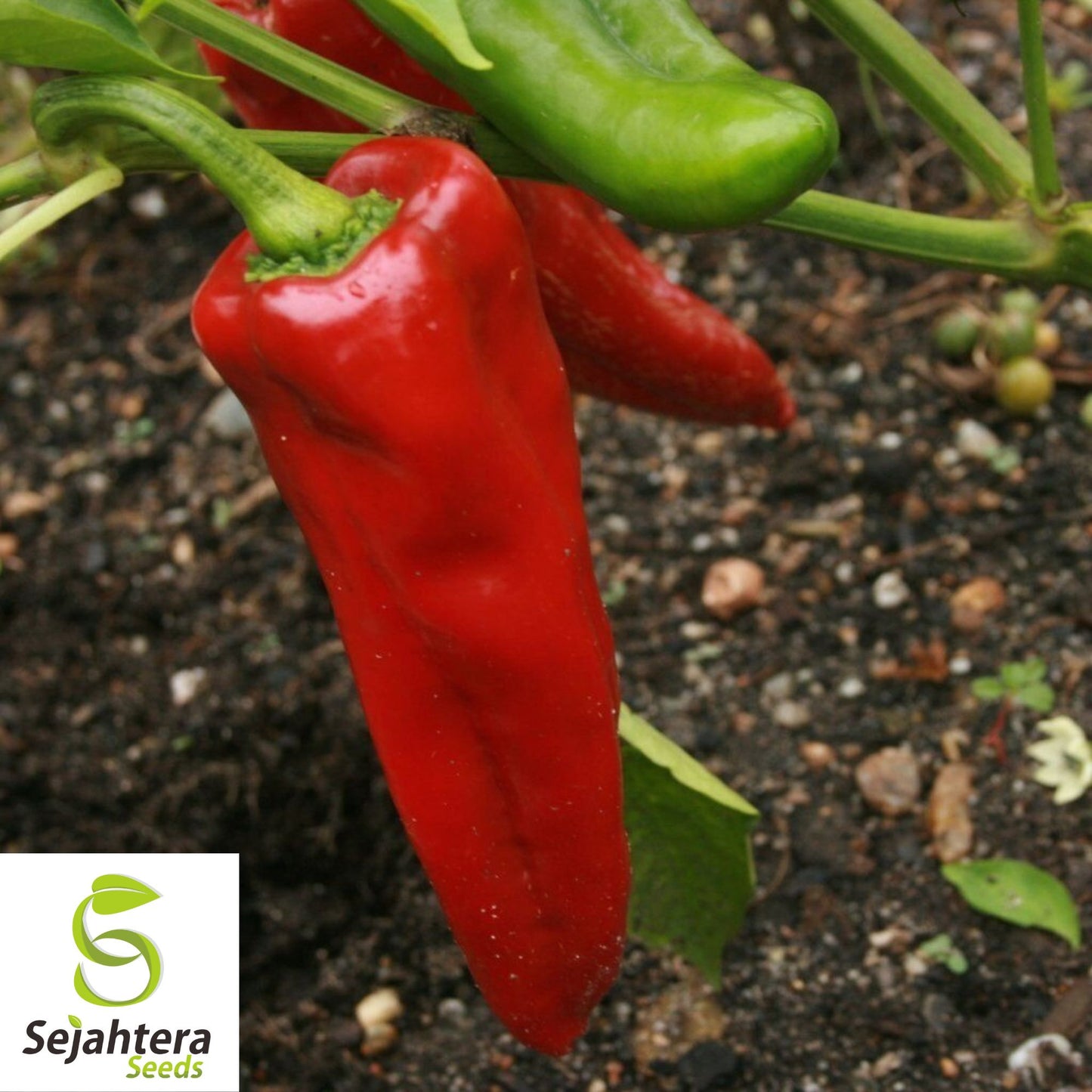 50+ Red Marconi Sweet Pepper Seeds - Non-GMO, Heirloom, Crisp & Mild