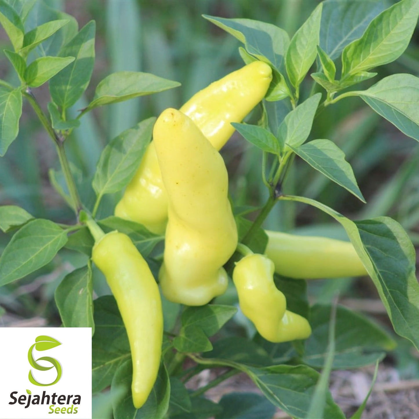 25 Hot Hungarian Wax Pepper Seeds - Non-GMO, Spicy & Versatile Variety