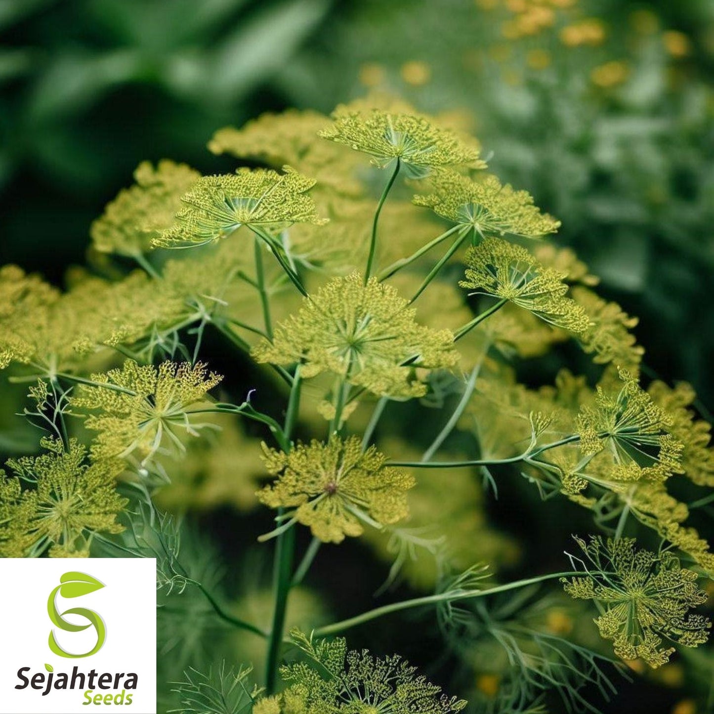 500+ Dill Mammoth Long Island Seeds - Anethum Graveolens, Herb & Spice
