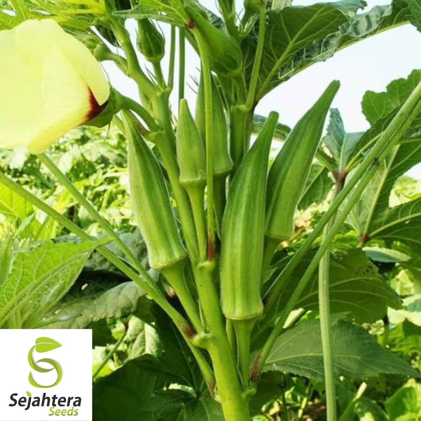 Emerald Okra Seeds 50 Ct | Heirloom Vegetable Garden NON-GMO USA