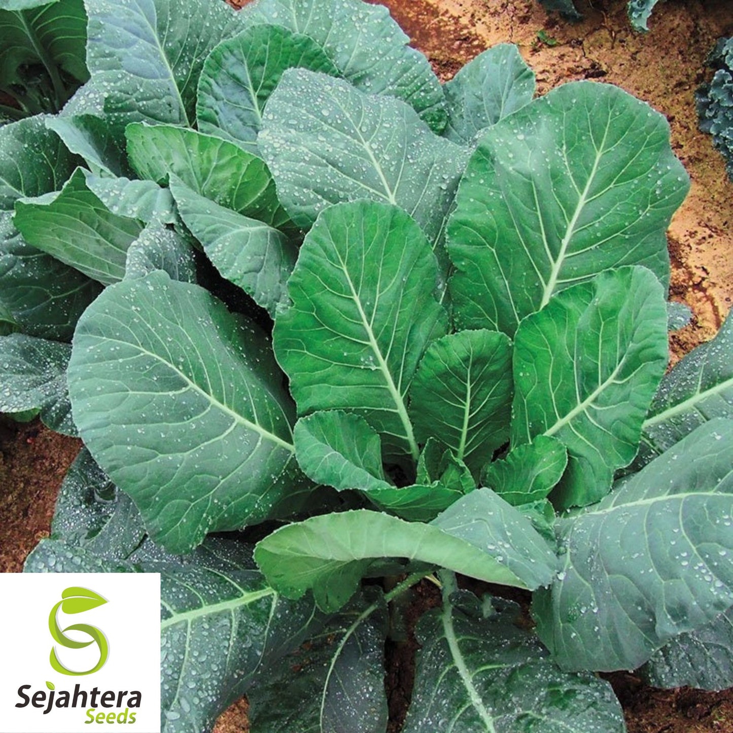 300+ Champion Collard Seeds - Non-GMO, Nutritious Greens & Microgreens