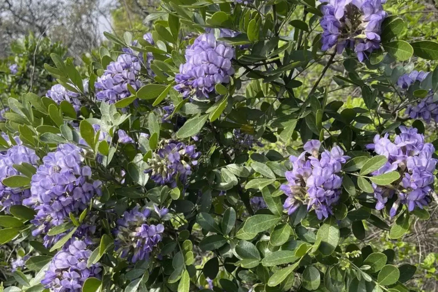 Frijolillo Frijolito Mescal Bean Texas Mescalbean Mountain Laurel (Sophora secundiflora)