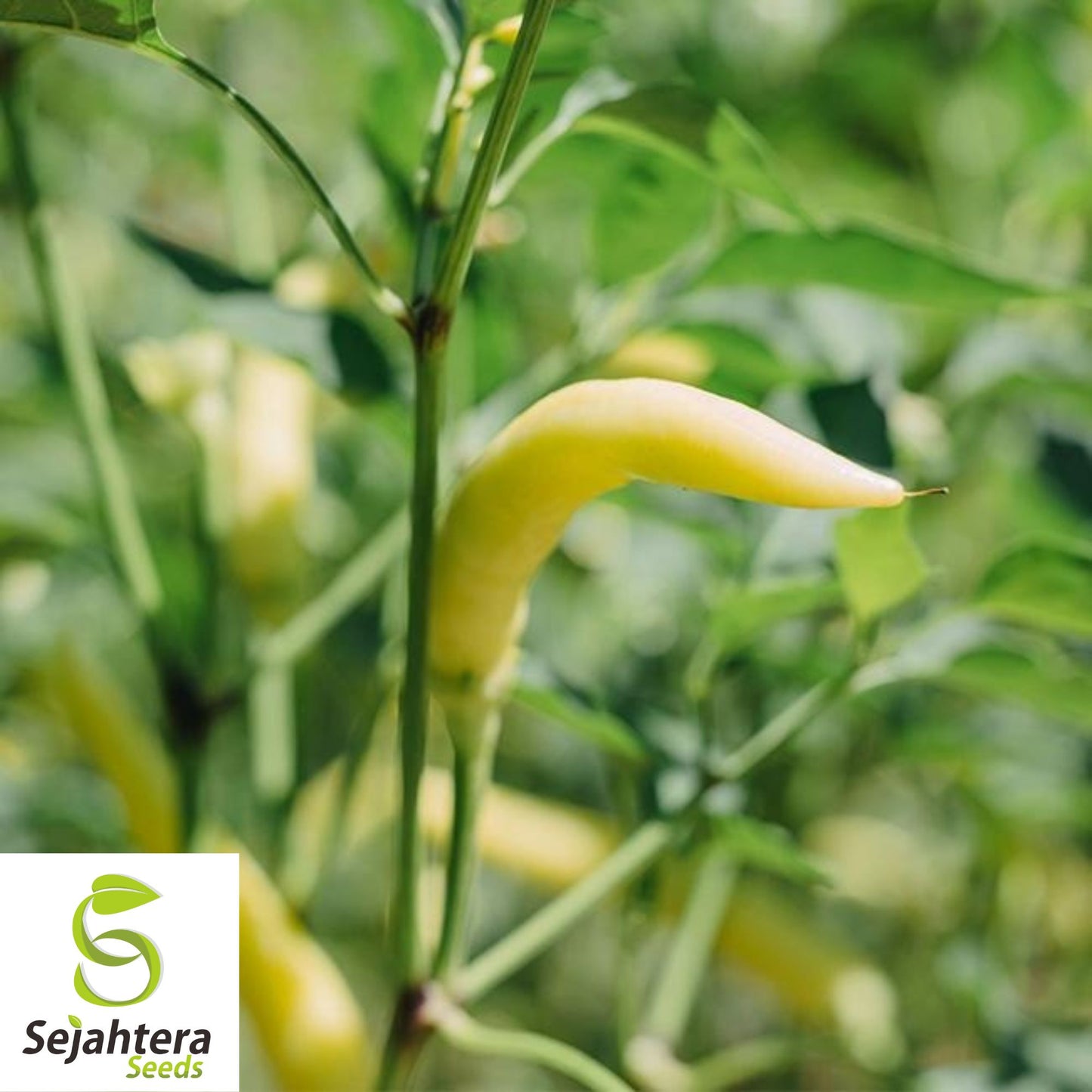 25 Hot Hungarian Wax Pepper Seeds - Non-GMO, Spicy & Versatile Variety