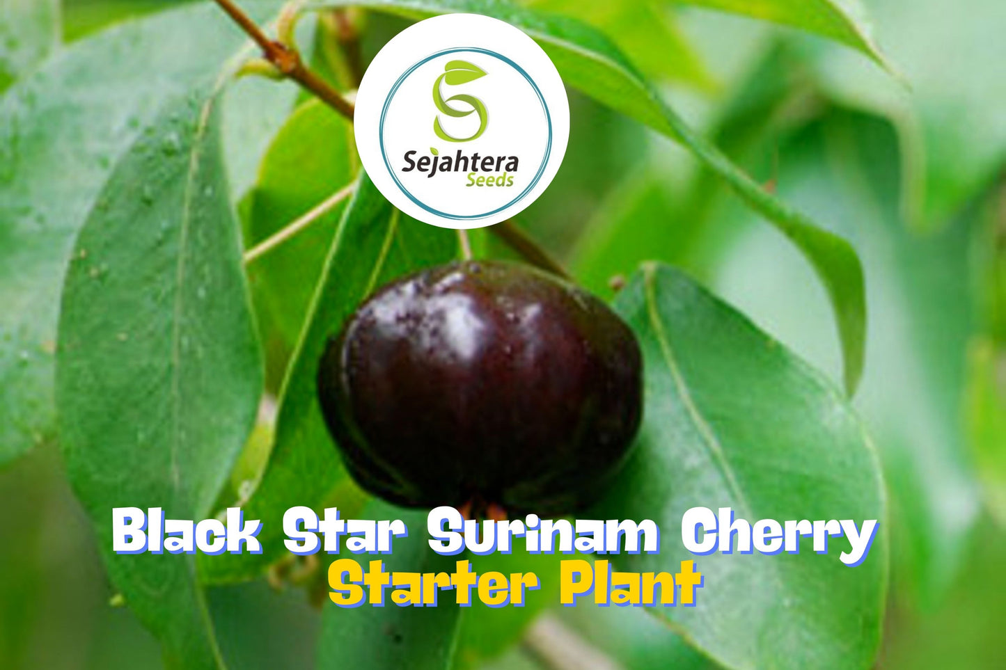 7" Black Star Surinam Cherry (Eugenia Uniflora Var) – Rare Edible Fruit Seedling