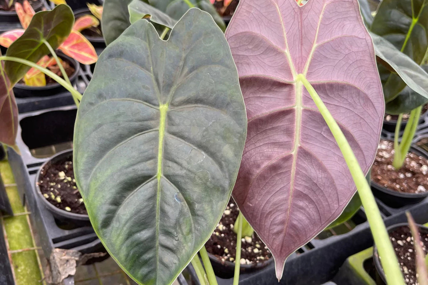 Alocasia Golden Bone Plant in 6" Pot - Unique Hybrid with Dark Green Leaves and Golden Midrib - Alocasia 'Golden Bone'