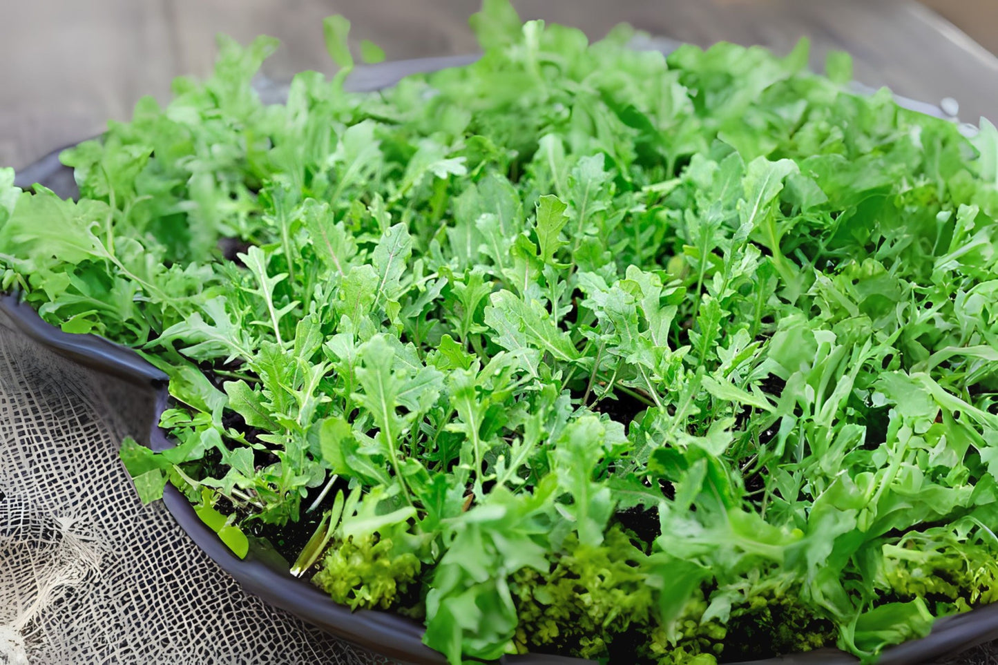 Arugula, Garden Rocket, Rocketsalad (Eruca vesicaria ssp. Sativa)