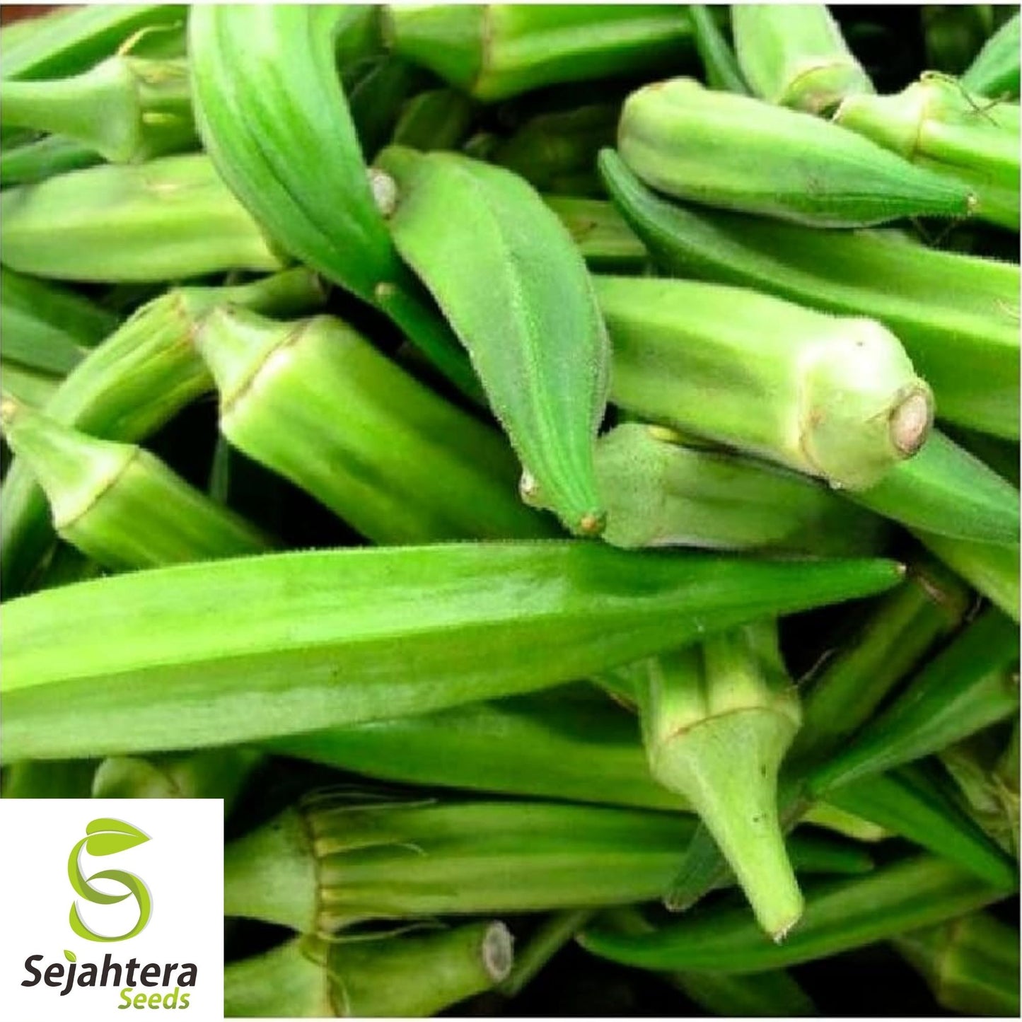 Emerald Okra Seeds 50 Ct | Heirloom Vegetable Garden NON-GMO USA