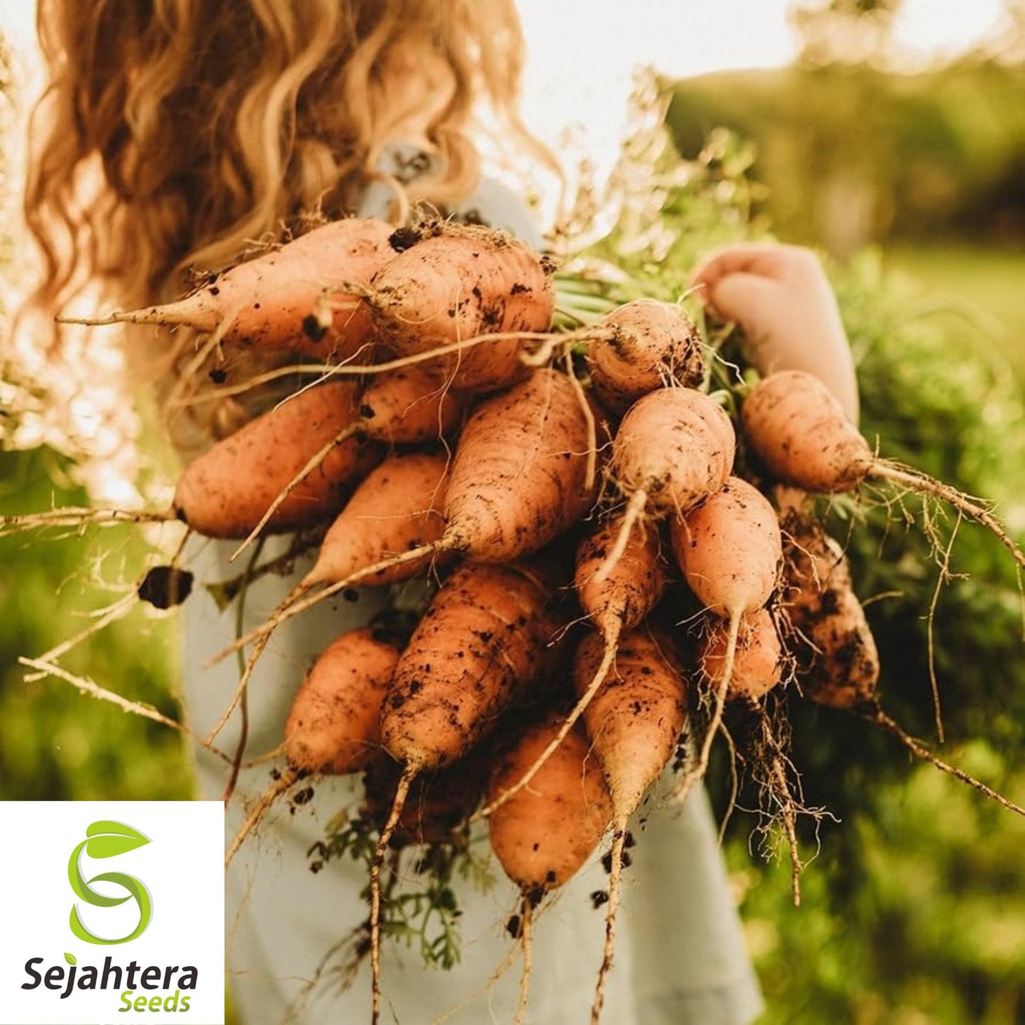150+ Oxheart Orange Carrot Seeds - Non-GMO, Sweet Heirloom Vegetable