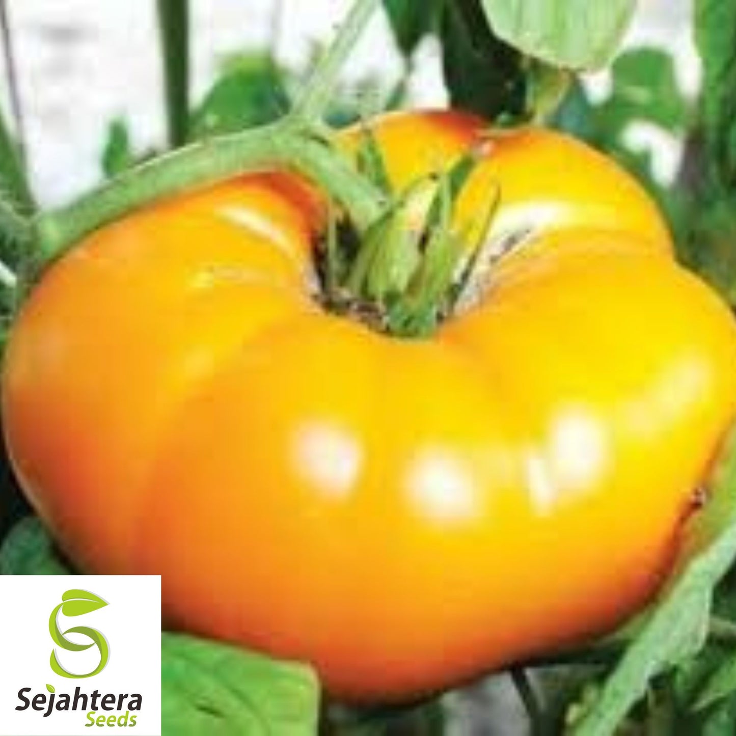 Yellow Brandywine Tomato Seeds 50 Ct | Heirloom NON-GMO Vegetable USA
