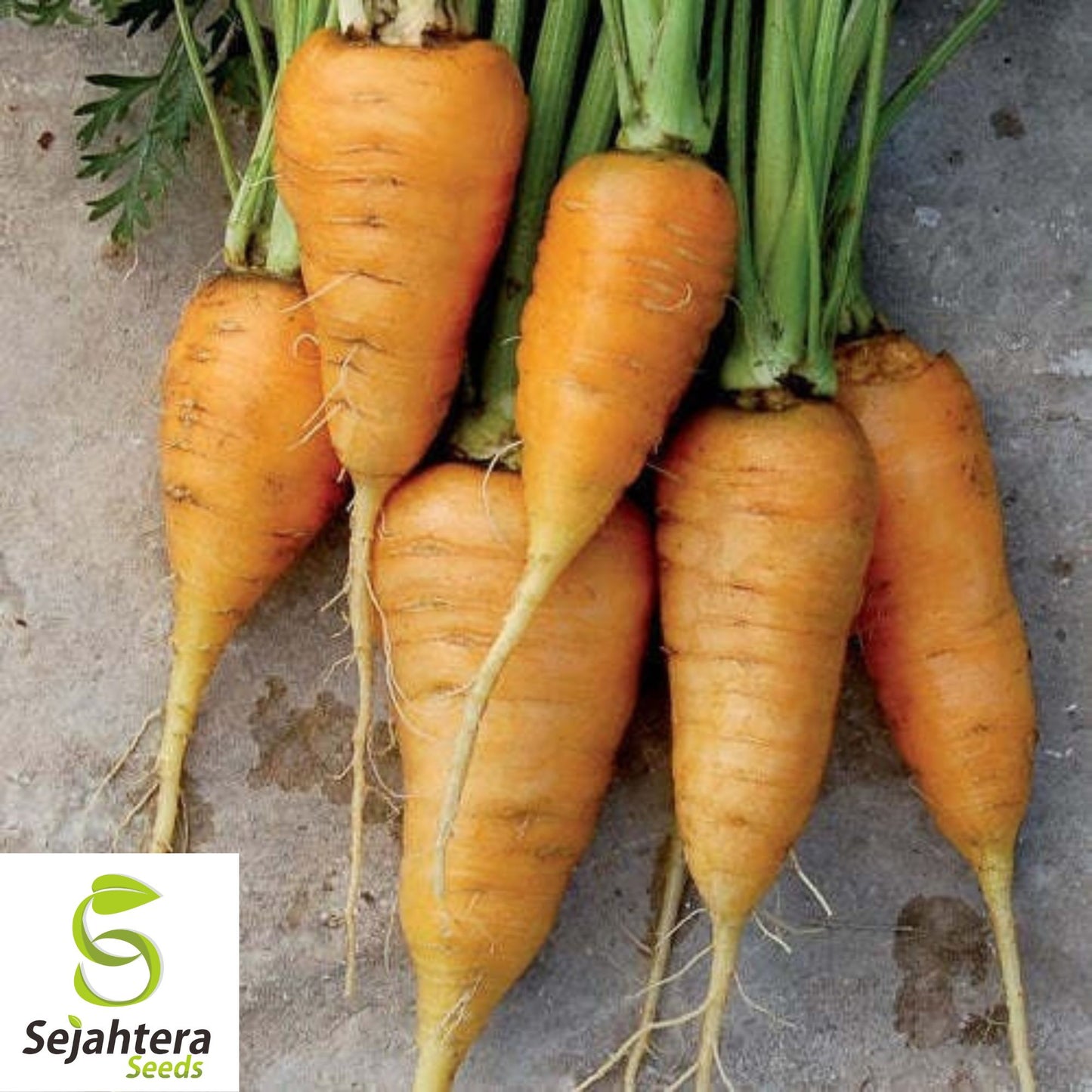 150+ Oxheart Orange Carrot Seeds - Non-GMO, Sweet Heirloom Vegetable