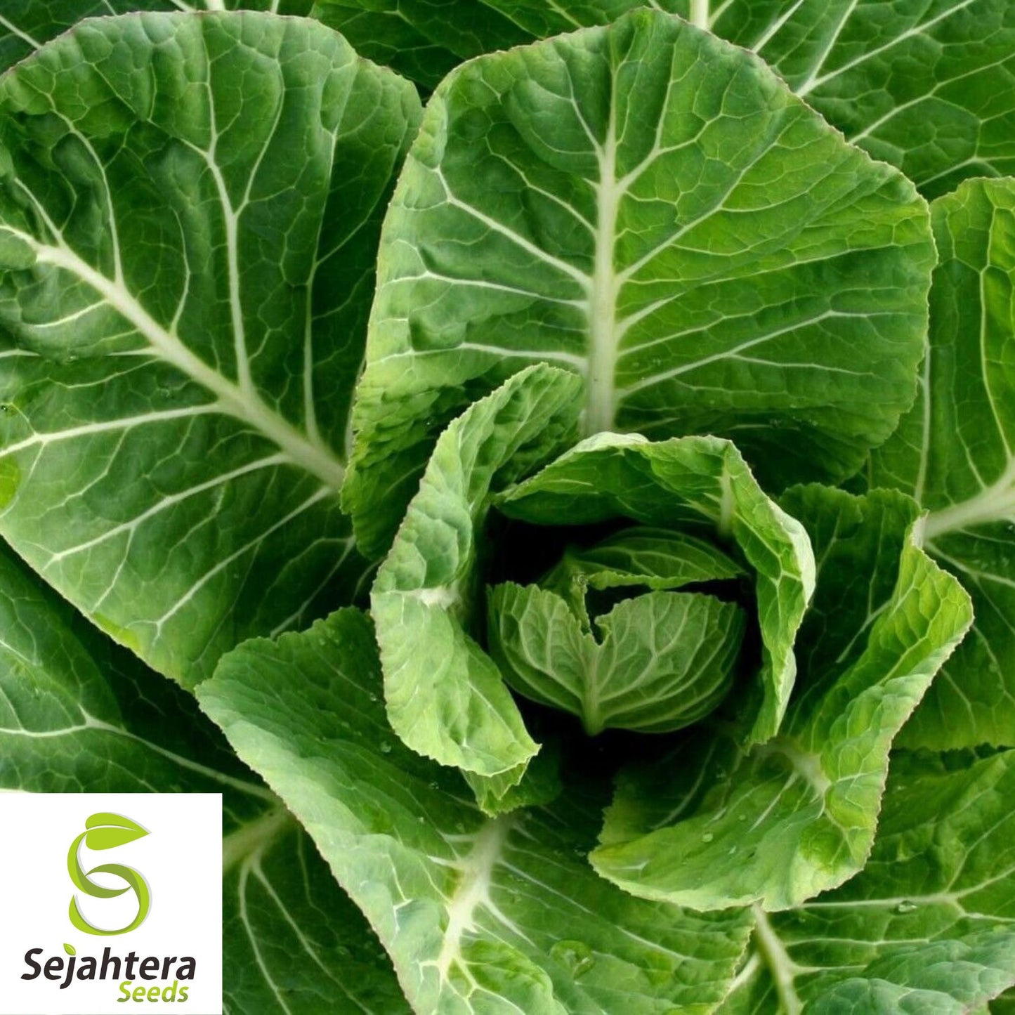 300+ Champion Collard Seeds - Non-GMO, Nutritious Greens & Microgreens