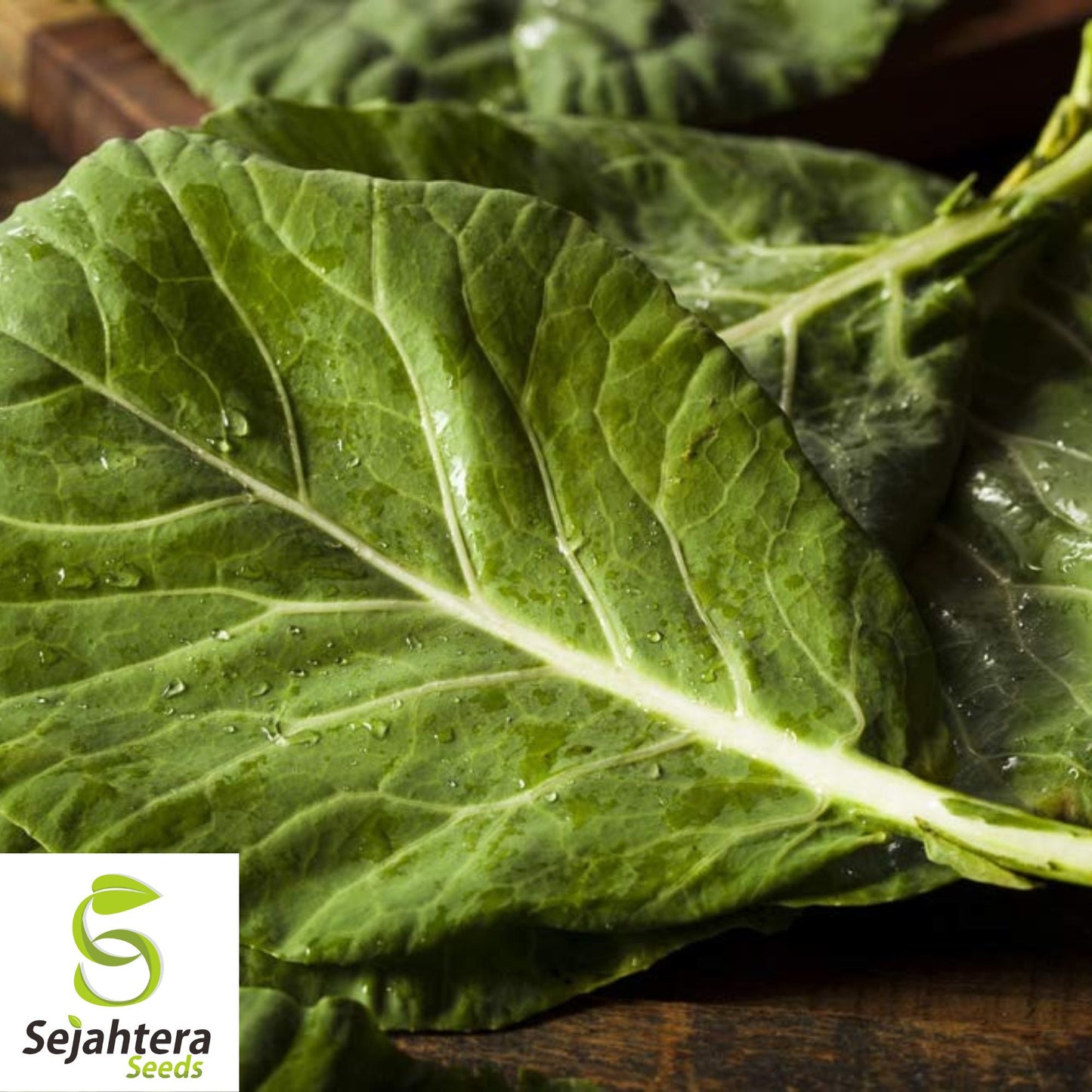 300+ Champion Collard Seeds - Non-GMO, Nutritious Greens & Microgreens