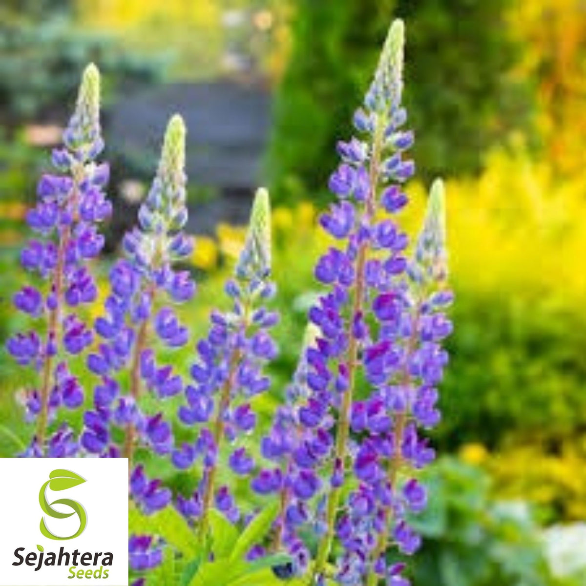 Lupine Seeds 100+ | Perennis Deer-Resistant Perennial Flower USA