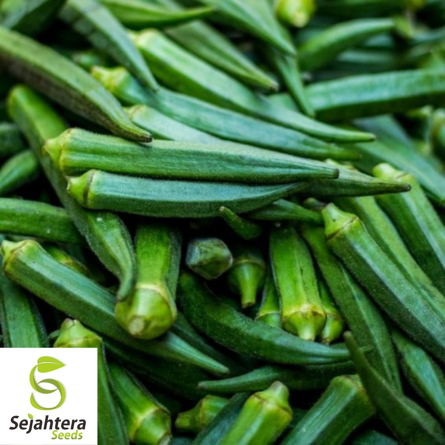 Emerald Okra Seeds 50 Ct | Heirloom Vegetable Garden NON-GMO USA