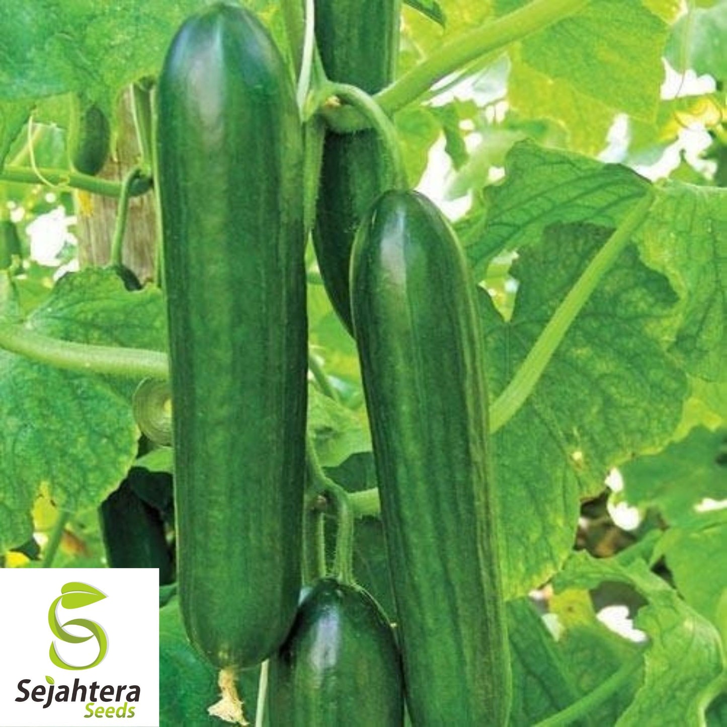 50+ Ashley Long Cucumber Seeds - Non-GMO, Heirloom & Crisp Variety