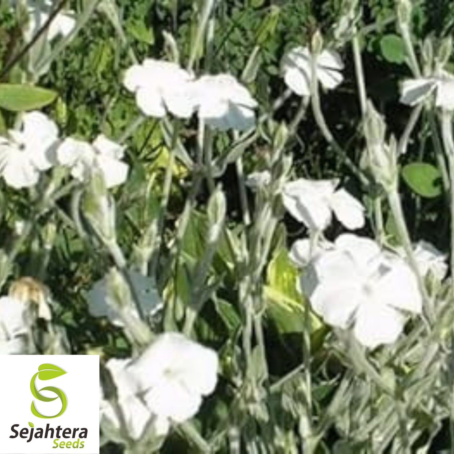 White Rose Campion Seeds {Lychnis coronaria alba} 50+ Pre-Stratified