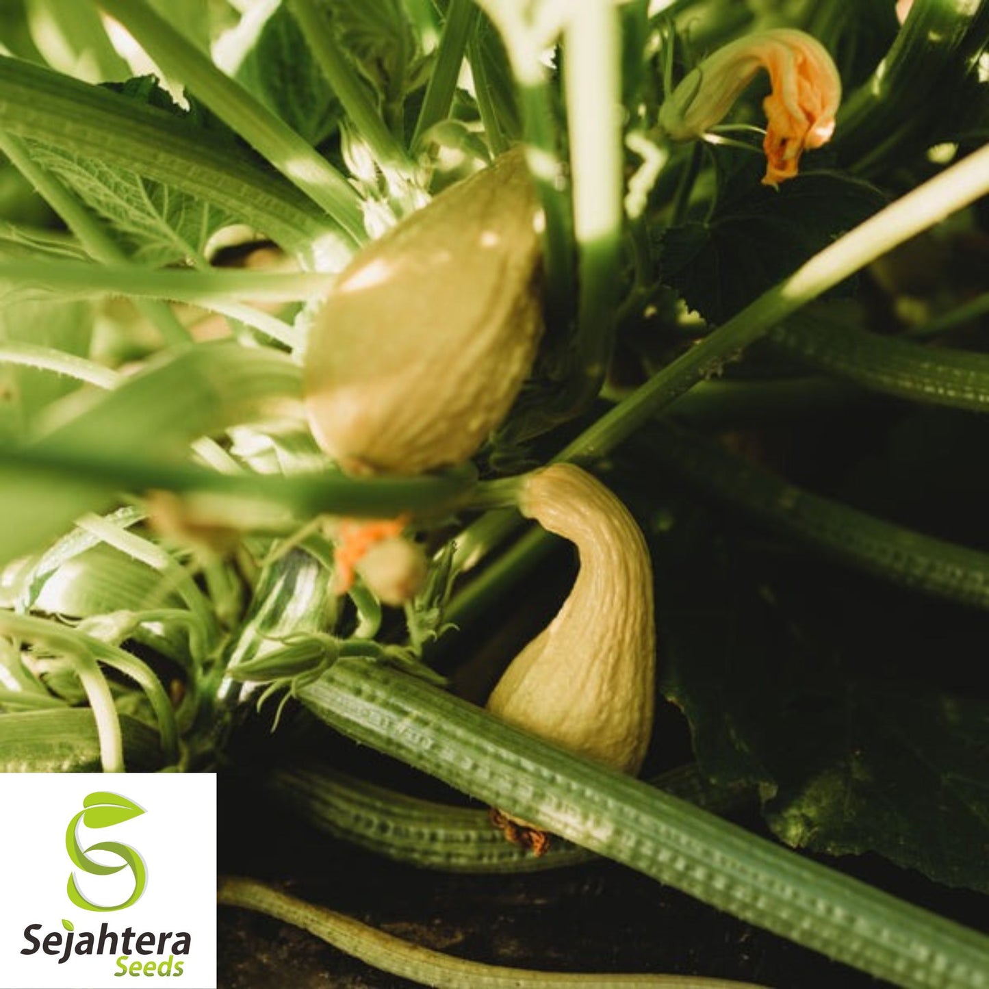 Yellow Crookneck Squash Seeds - 25+ Heirloom, Non-GMO, Golden & Fresh