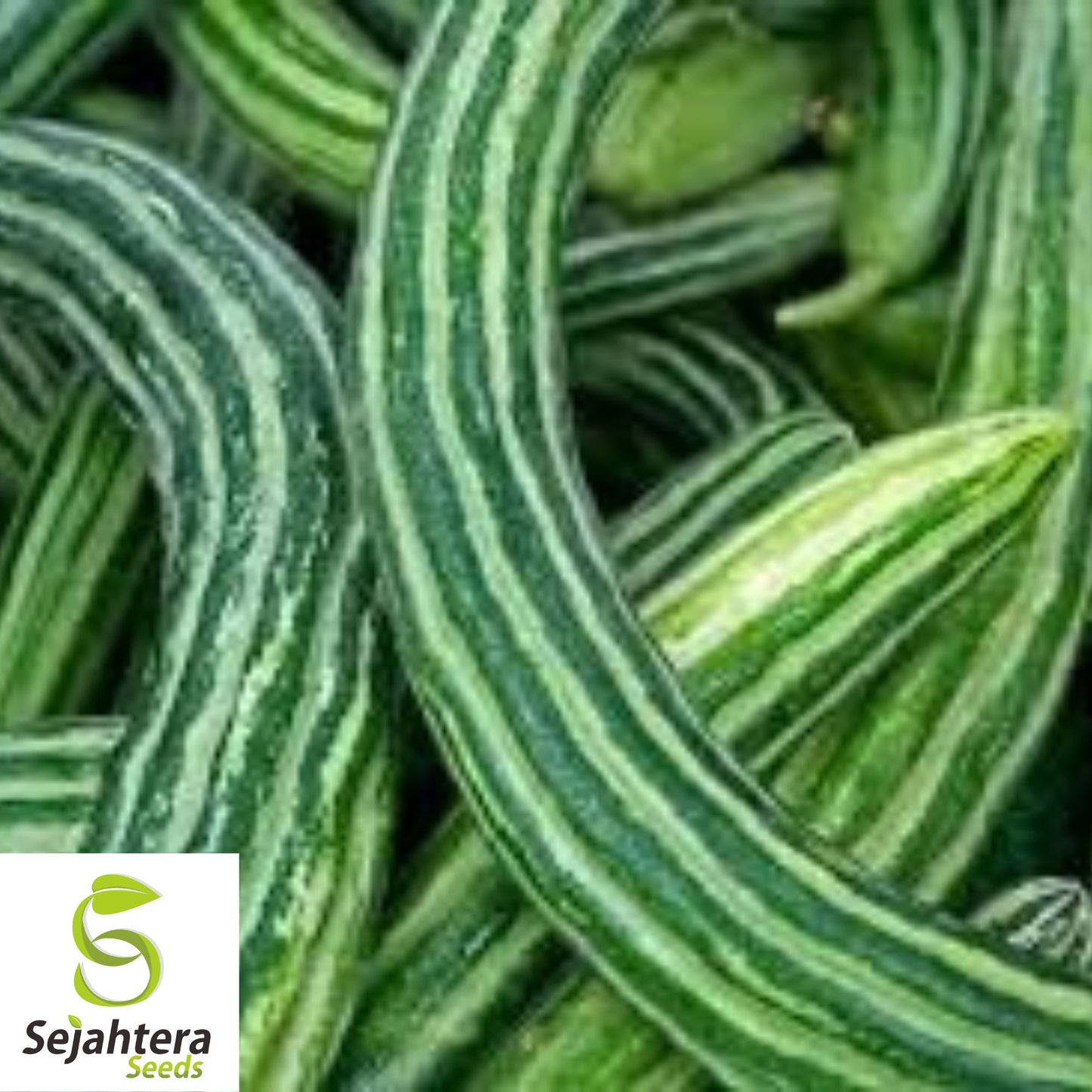 Painted Serpent Cucumber Seeds - 25+ Organic, Heirloom, Non-GMO & Rare