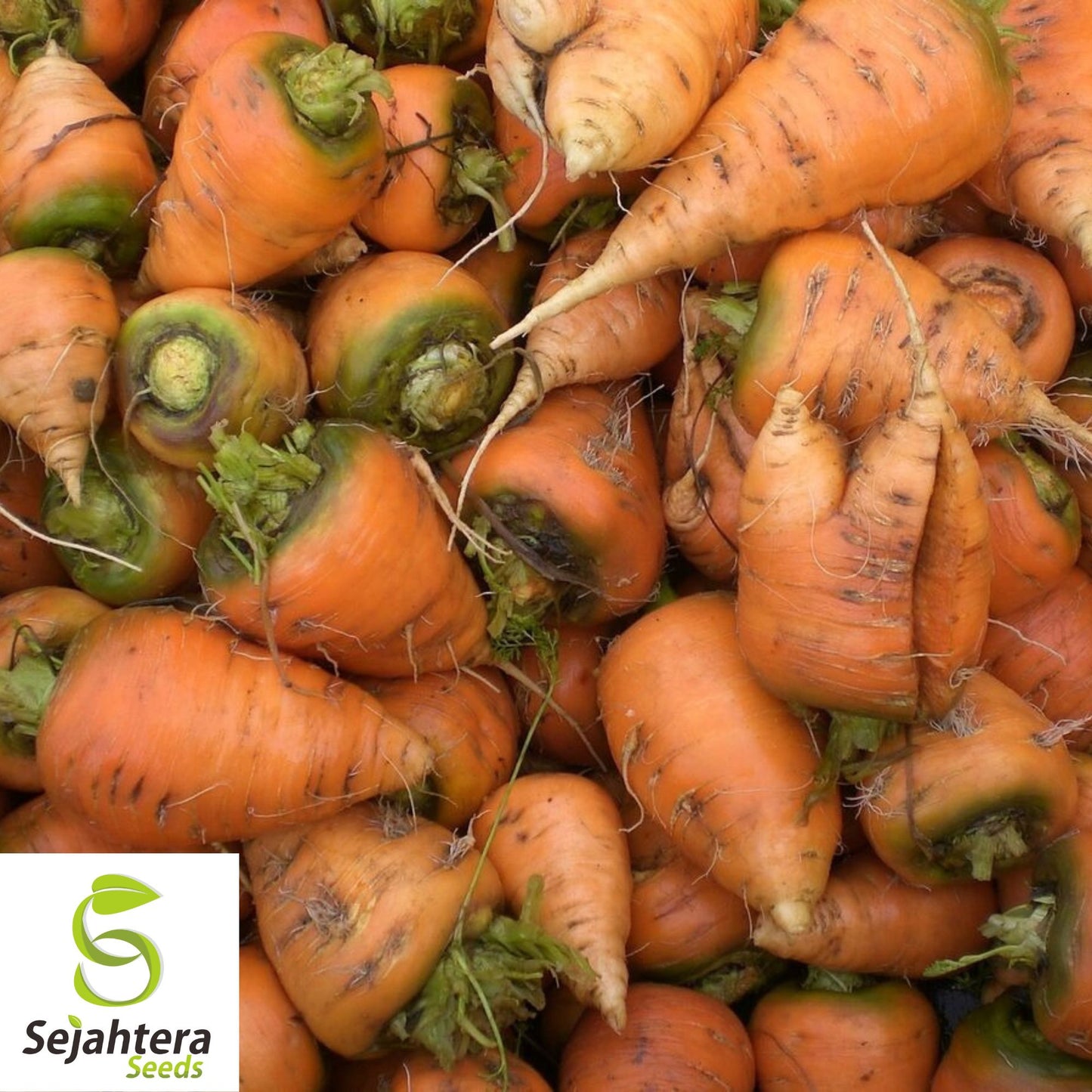 150+ Oxheart Orange Carrot Seeds - Non-GMO, Sweet Heirloom Vegetable